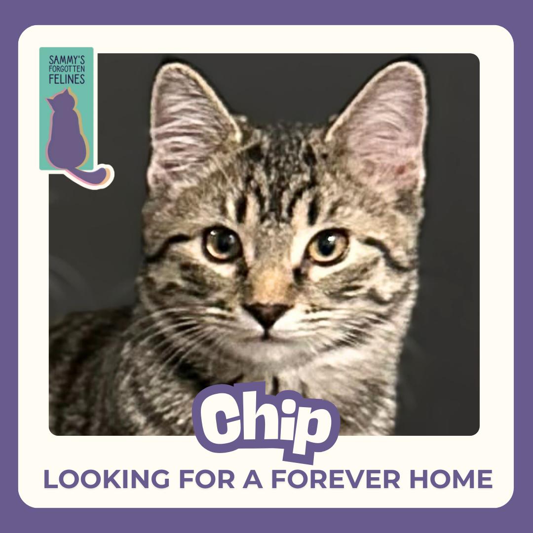 Chip, a Adoptable Domestic Short Hair in Kamloops, BC image 2/6