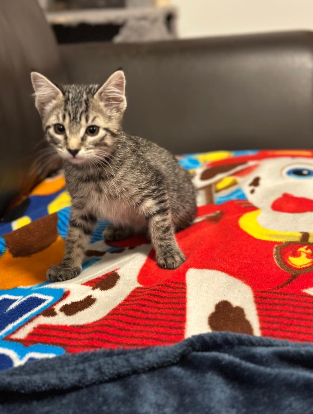 Chip, a Adoptable Domestic Short Hair in Kamloops, BC image 6/6