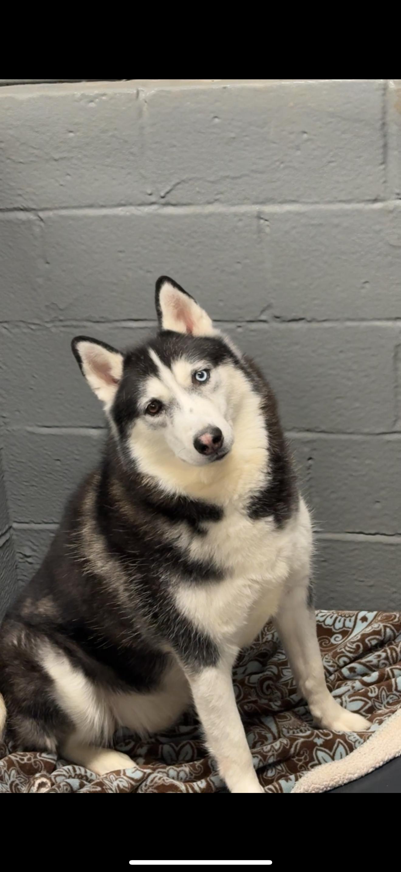 Gunner, Adoptable, Adult Male Husky.