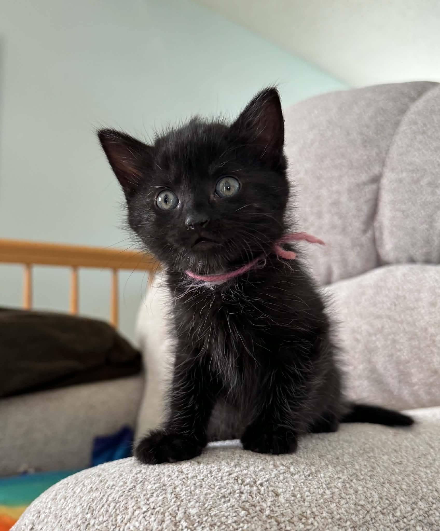 Ivy, Adoptable, Kitten Female Domestic Short Hair.