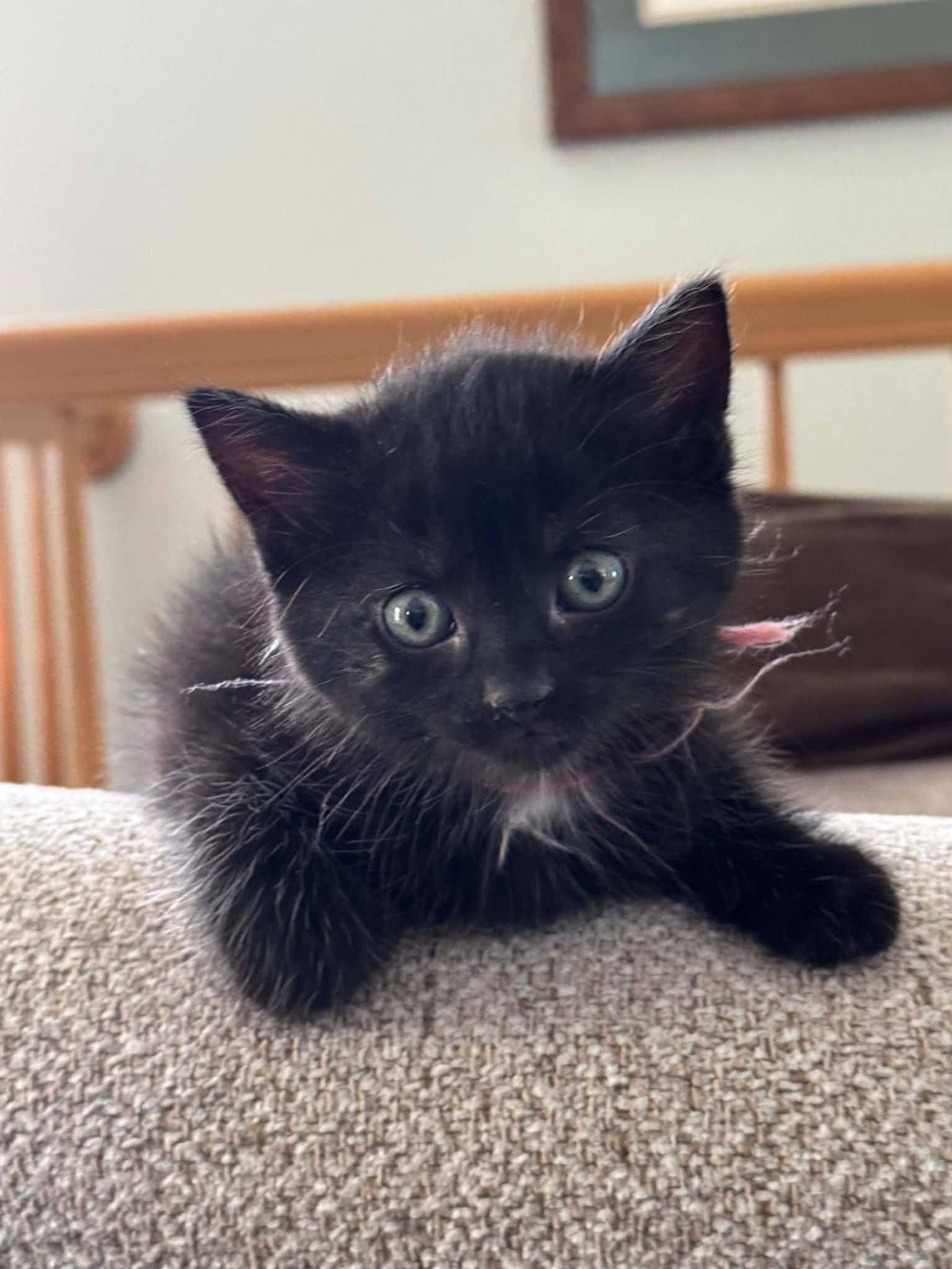 Enlarge Ivy, a Adoptable Domestic Short Hair in Decorah, IA image 3/6
