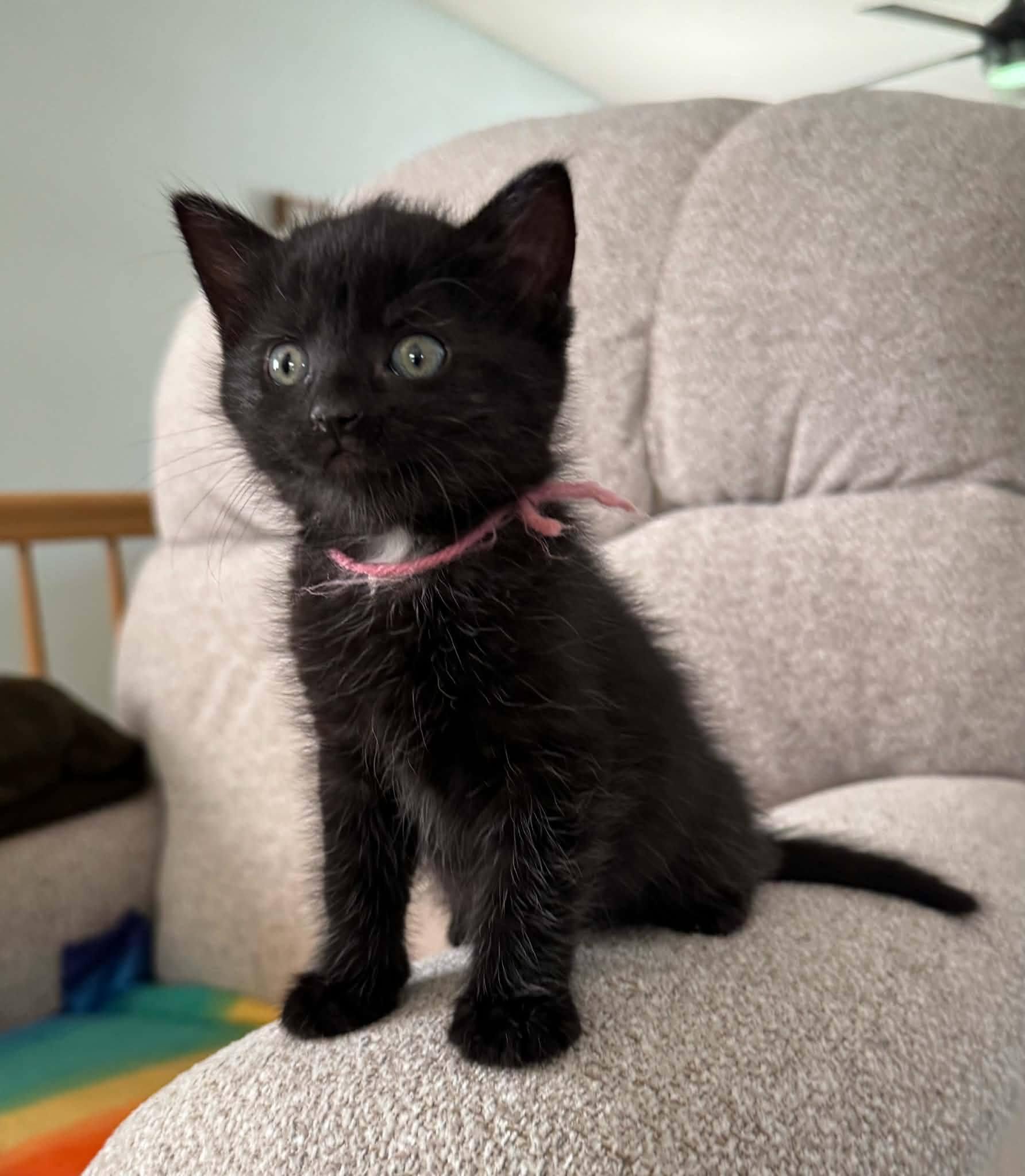 Enlarge Ivy, a Adoptable Domestic Short Hair in Decorah, IA image 2/6