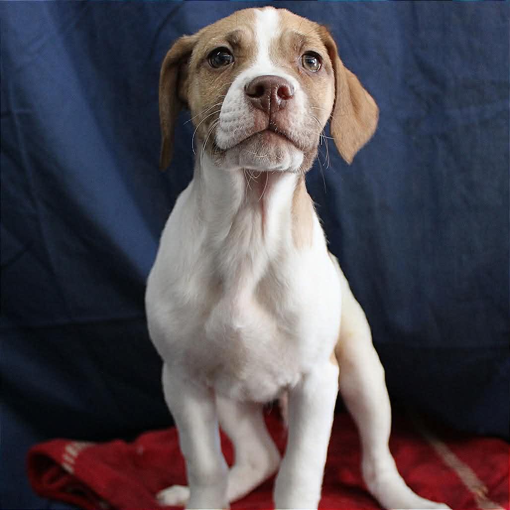 Nathaniel in NH! Come Meet our Adoptable Dogs Wednesday-Saturday. More info in Bio!, adopted, Puppy Male Beagle.