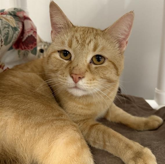 Enlarge Foxtrot , a ADOPTABLE Domestic Short Hair in Cooperstown, NY image 2/2