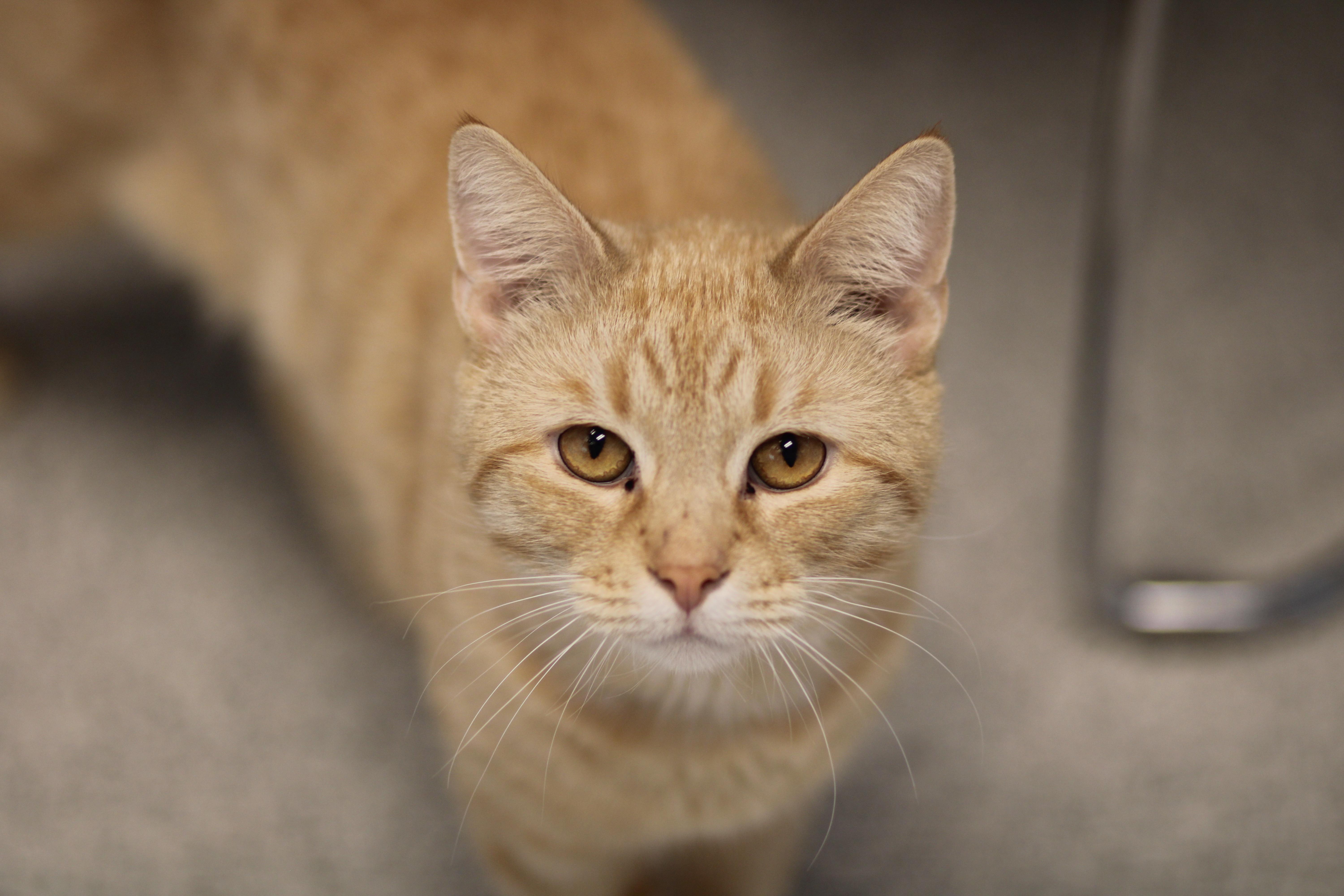 Foxtrot , ADOPTABLE, Adult Male Domestic Short Hair.