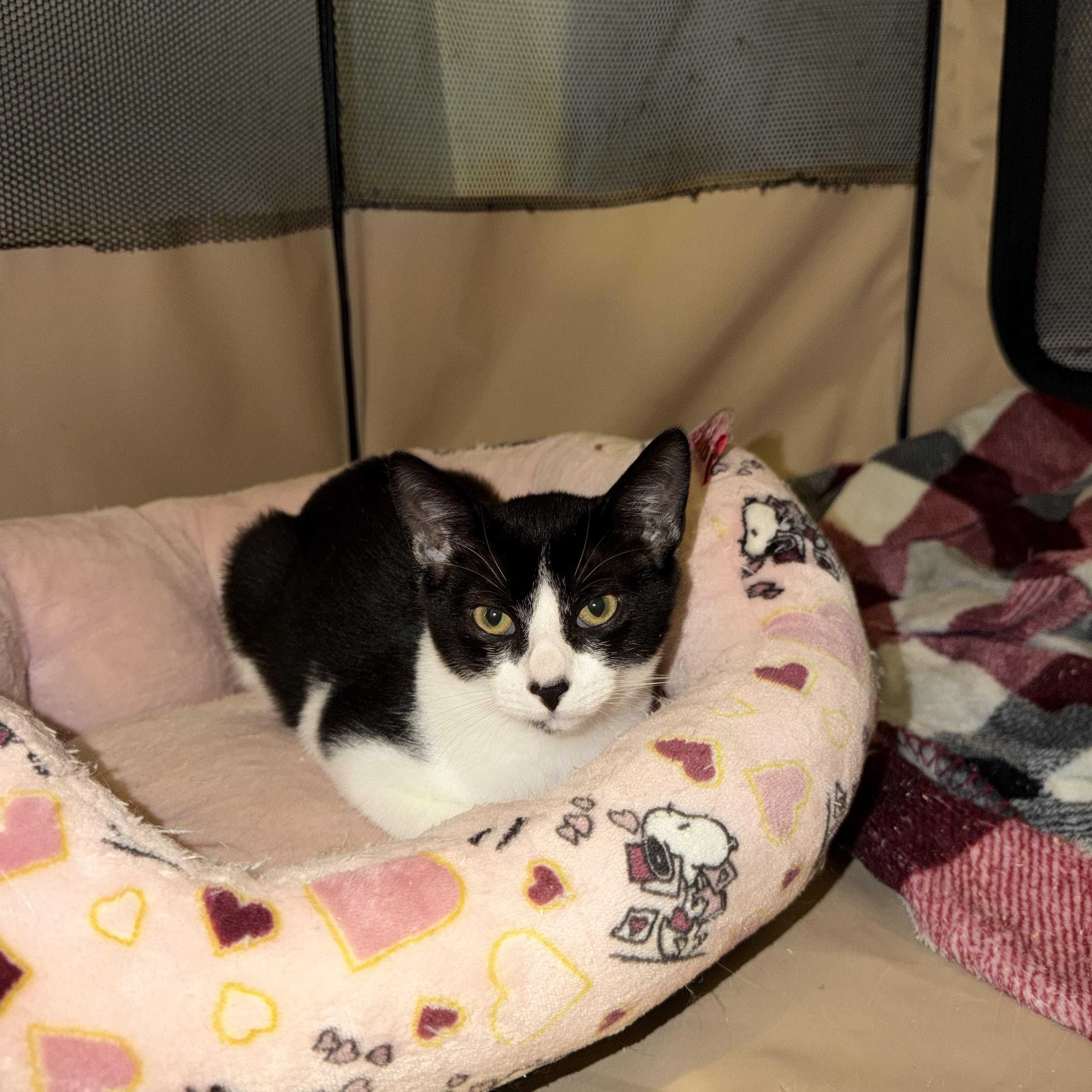 Enlarge FIREPAW - ADOPTION PENDING, a Adopted Domestic Short Hair in Hamilton, NJ image 5/5