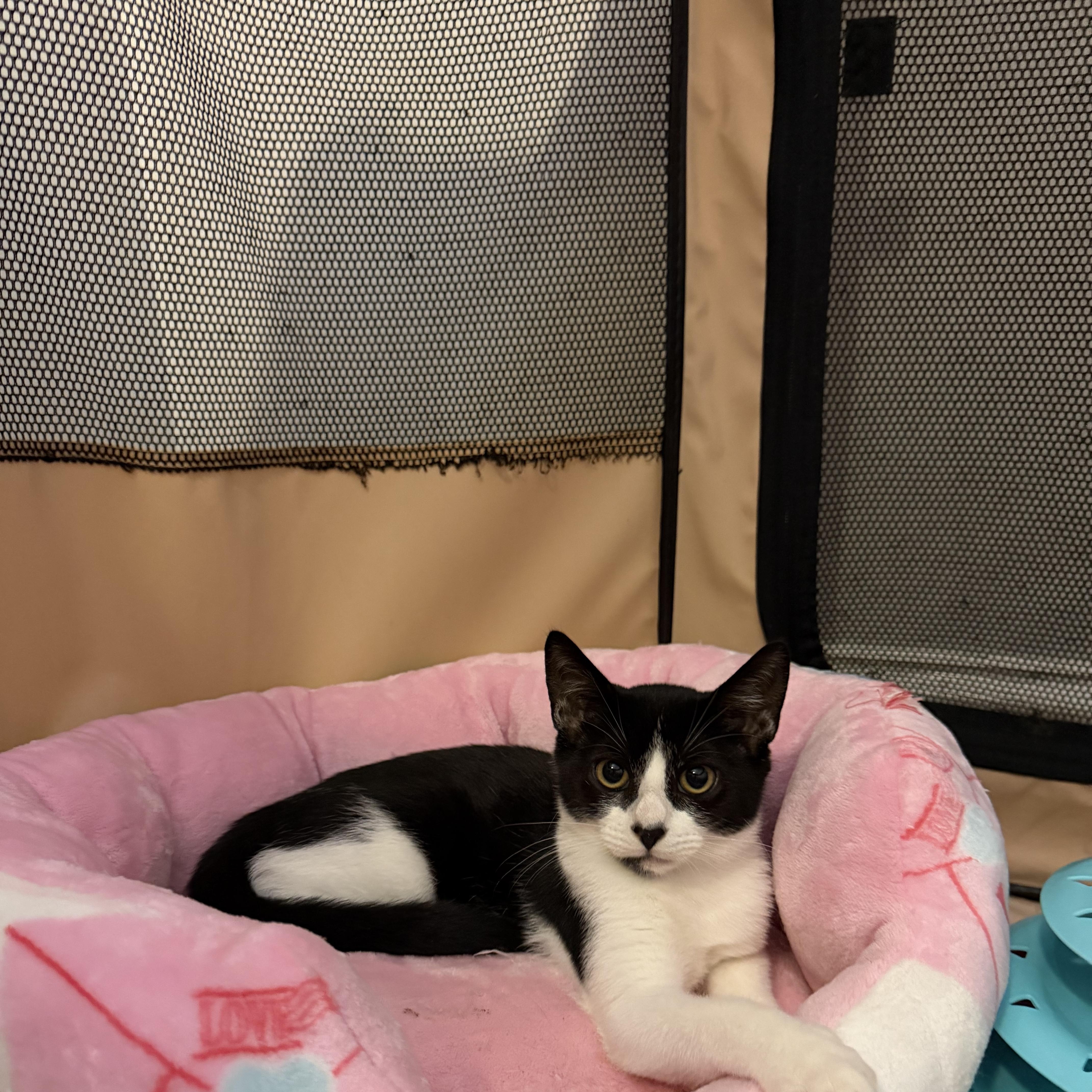 Enlarge FIREPAW - ADOPTION PENDING, a Adopted Domestic Short Hair in Hamilton, NJ image 2/5