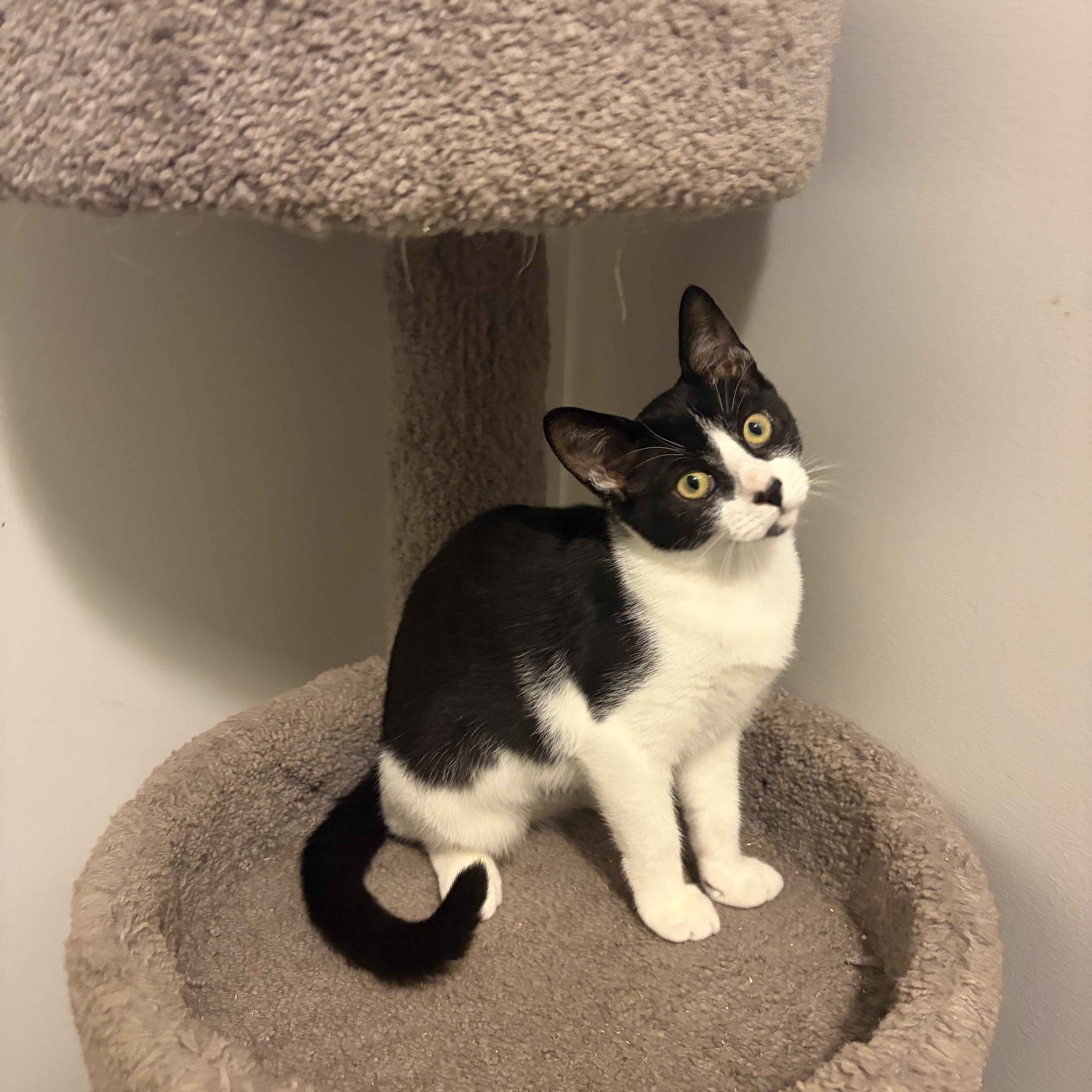 Enlarge FIREPAW - ADOPTION PENDING, a Adopted Domestic Short Hair in Hamilton, NJ image 1/5
