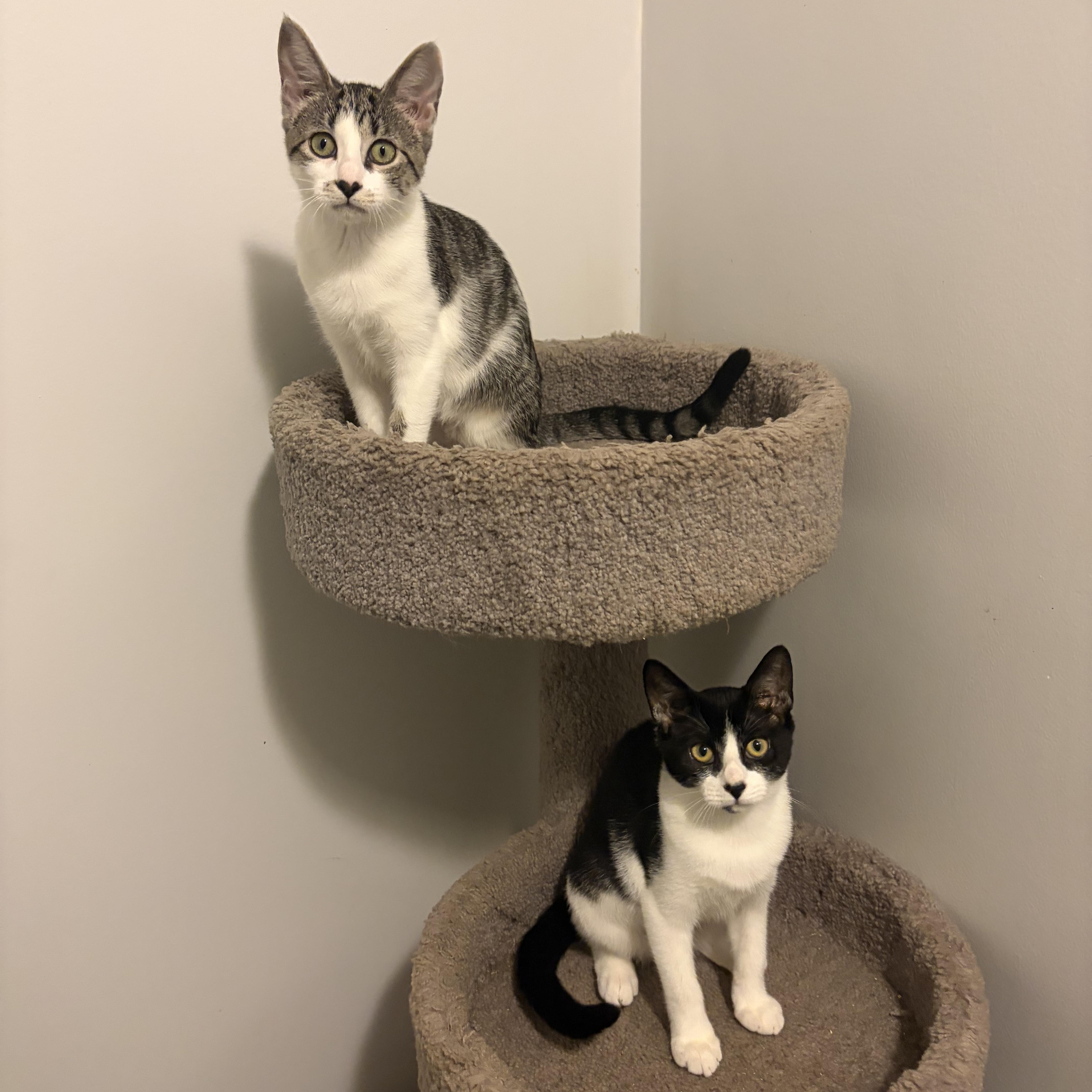 Enlarge FIREPAW - ADOPTION PENDING, a Adopted Domestic Short Hair in Hamilton, NJ image 4/5
