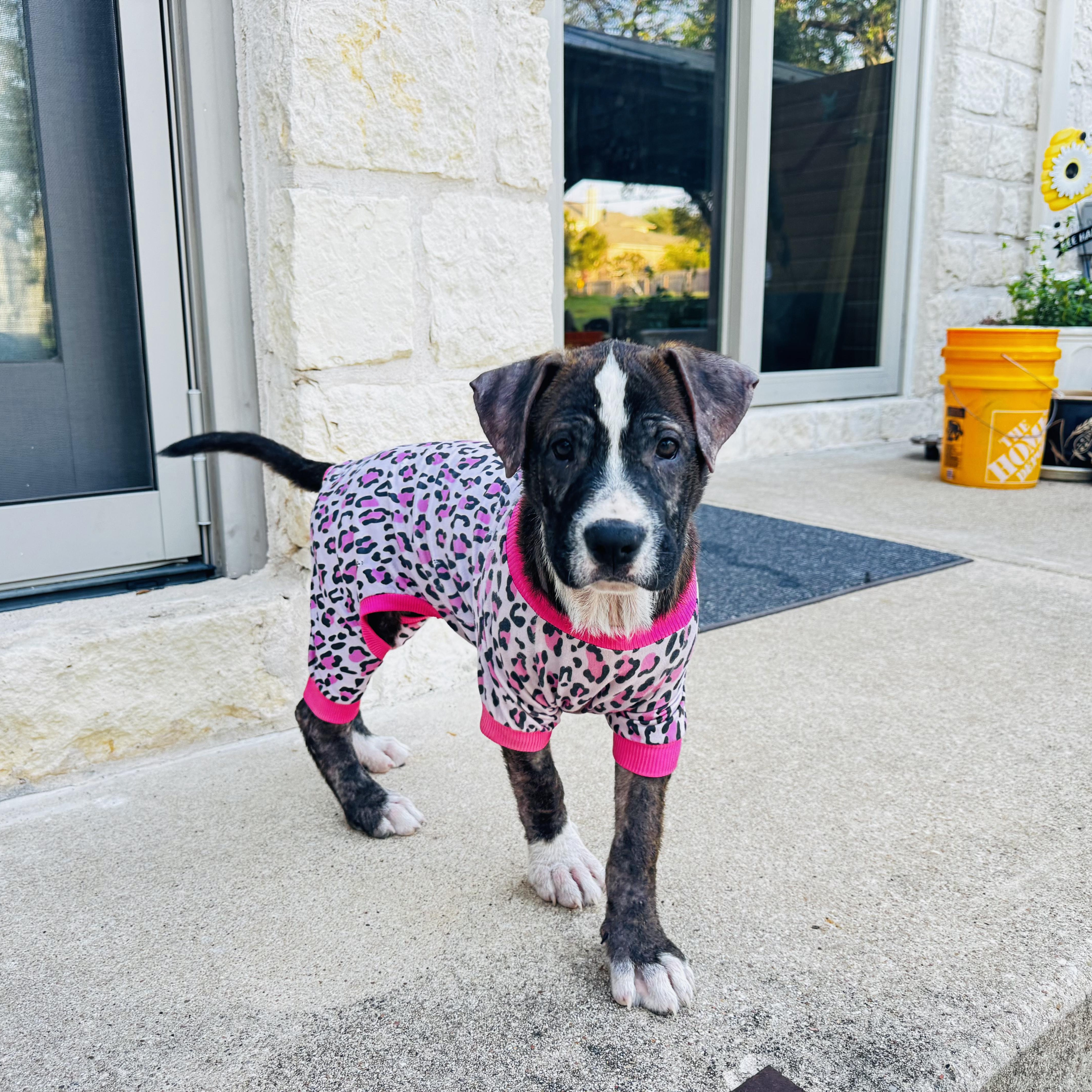 Blair (Billie), a Adoptable mixed breed in Maumee, OH image 5/6