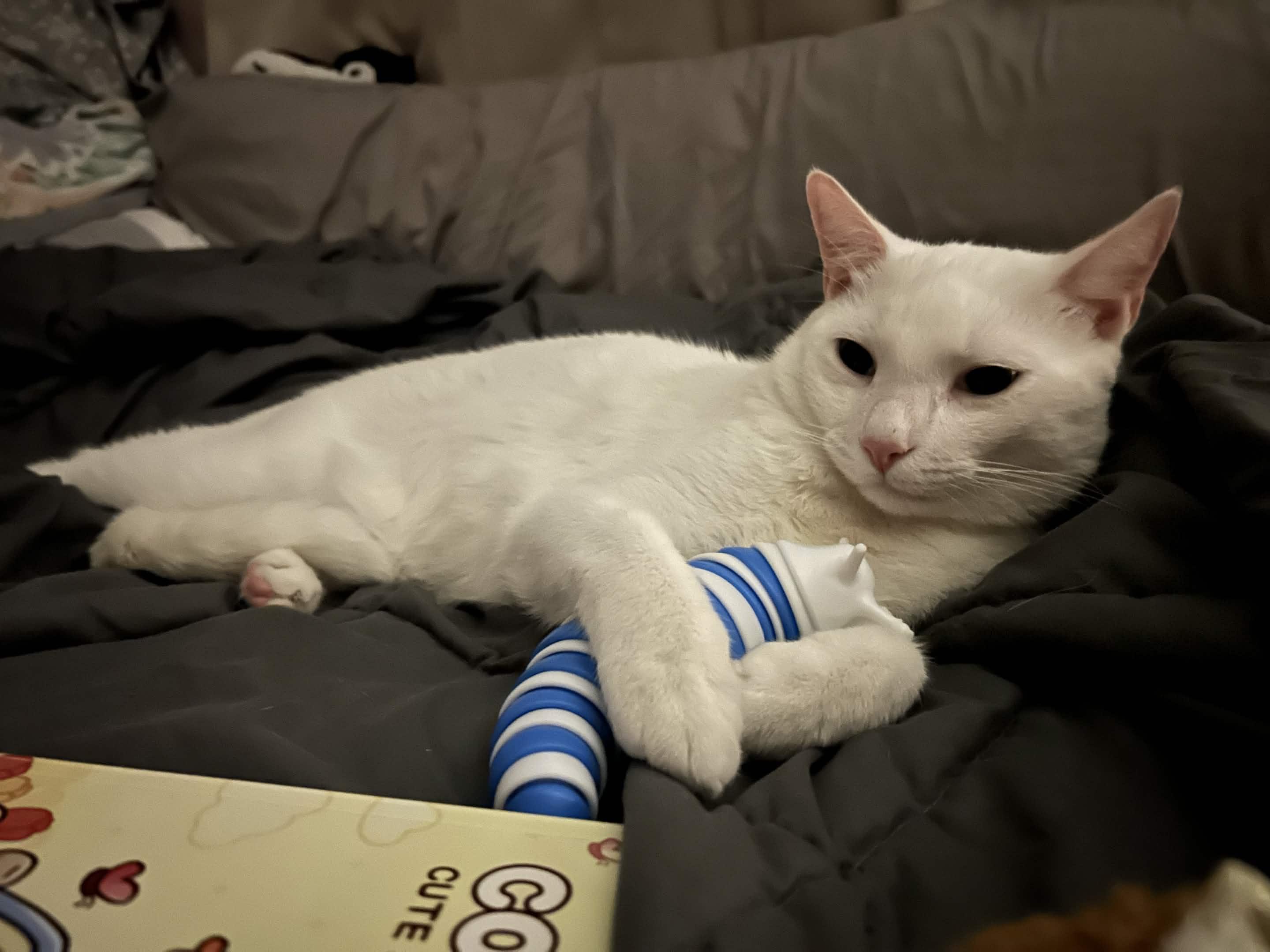 Seeking Long Term foster for Comet, ADOPTABLE, Young Male Domestic Short Hair.