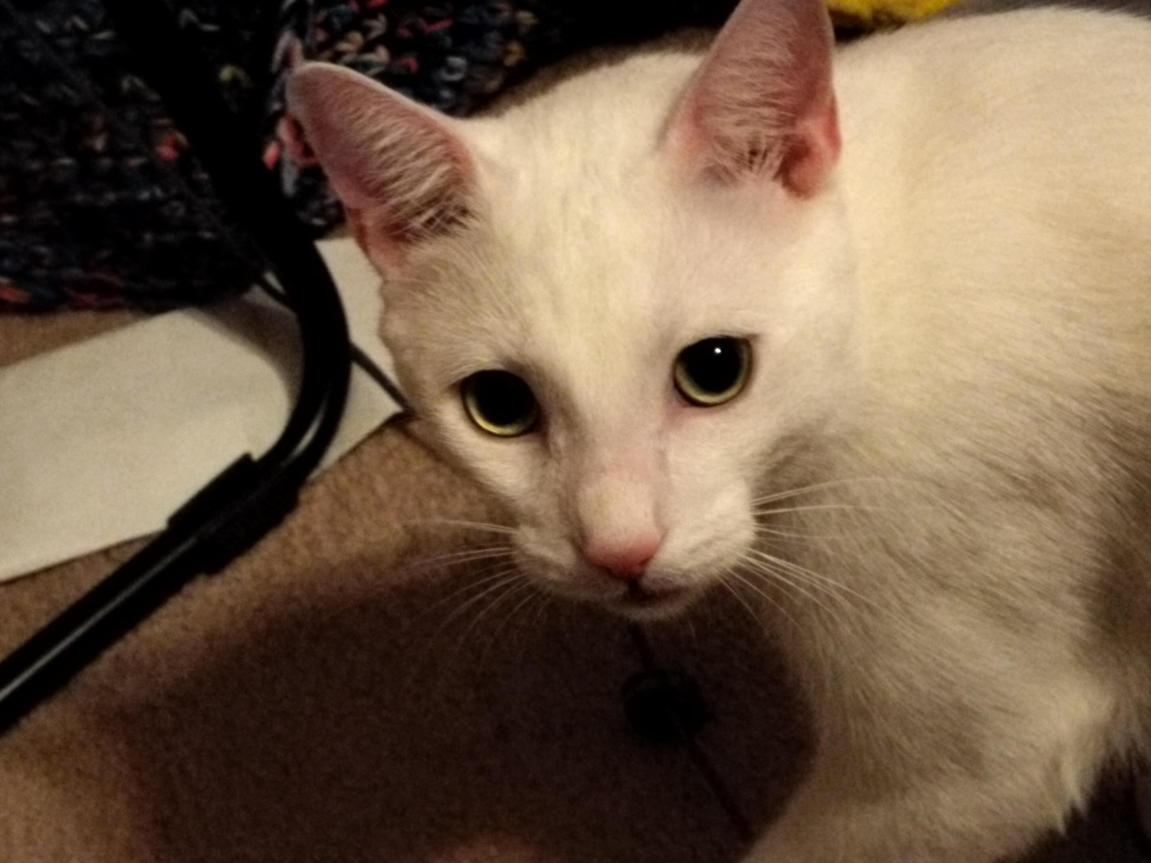 Seeking Long Term foster for Comet, a ADOPTABLE Domestic Short Hair in Leesville, SC image 2/3