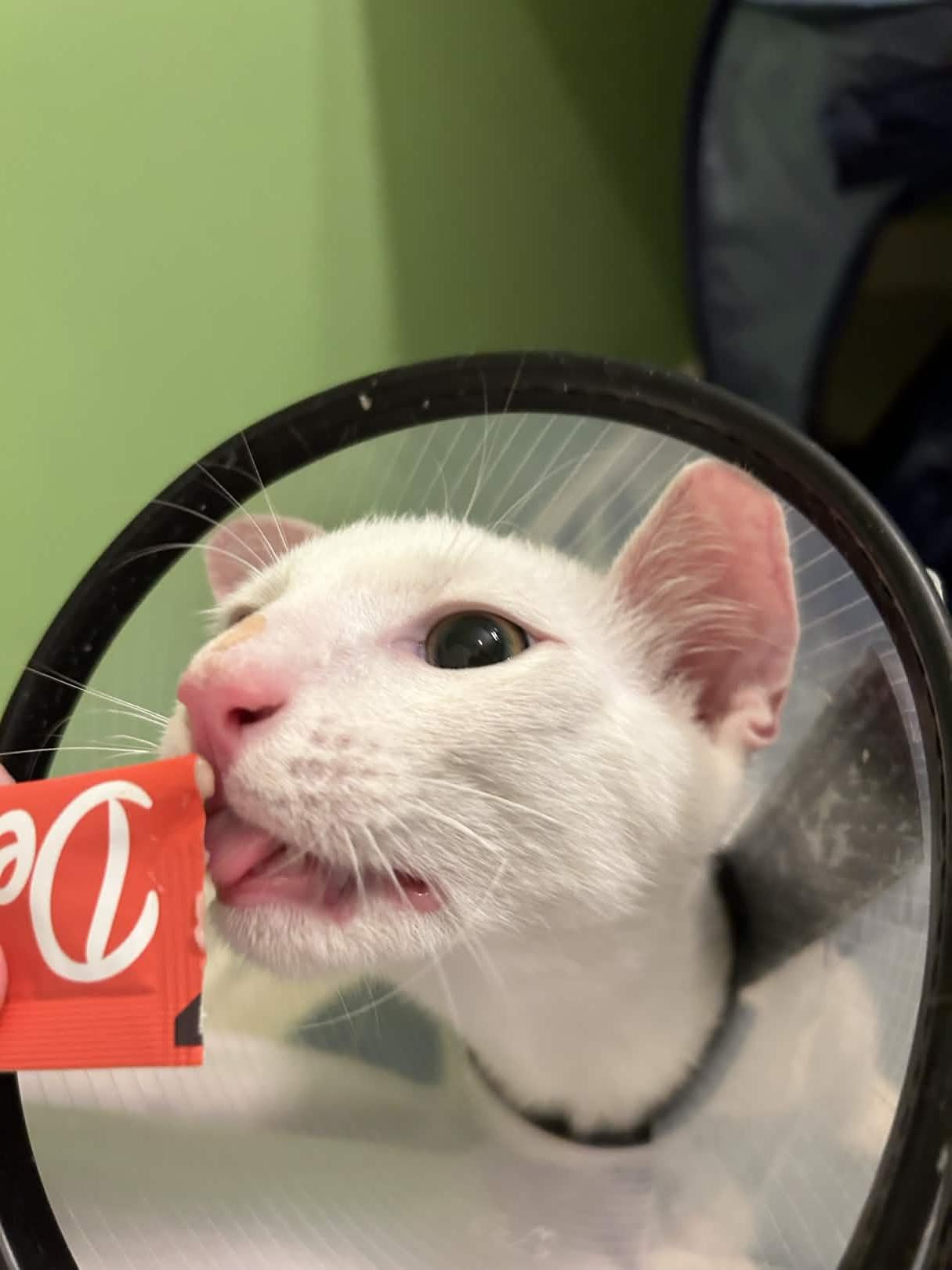 Seeking Long Term foster for Comet, a ADOPTABLE Domestic Short Hair in Leesville, SC image 3/3