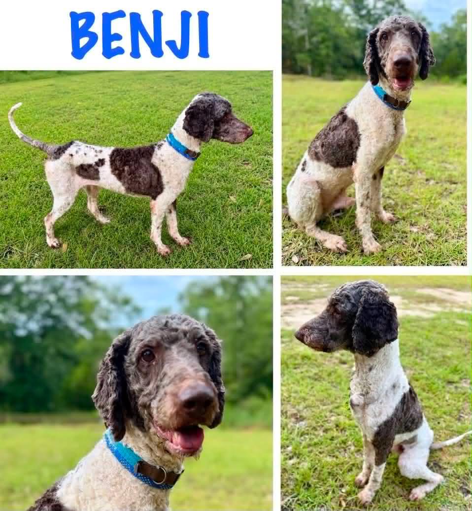 Benji, ADOPTABLE, Adult Male Standard Poodle.