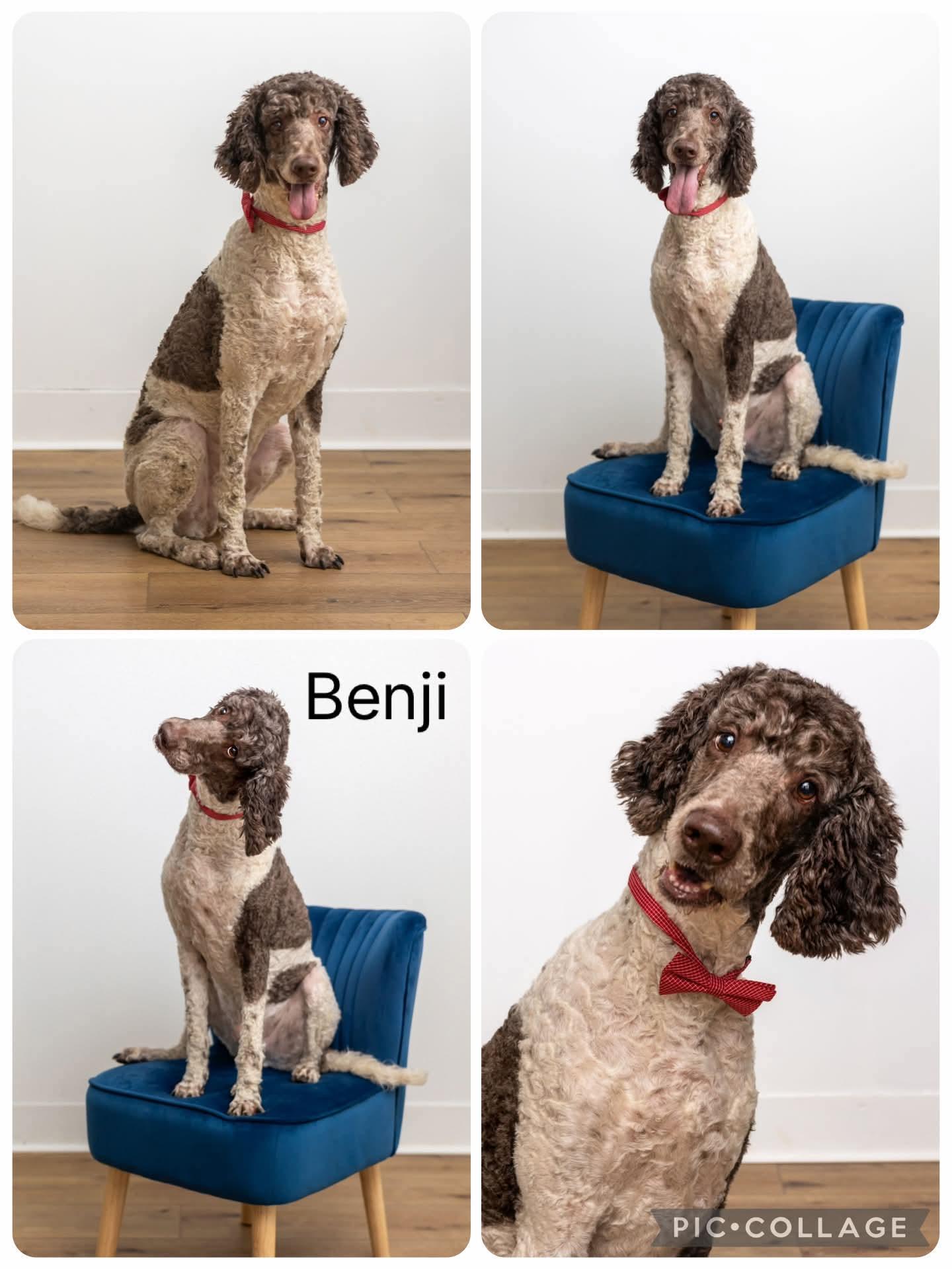 Benji, Adoptable, Adult Male Standard Poodle.