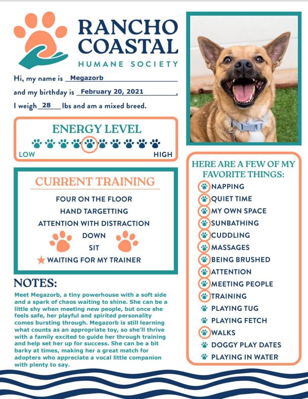 Megazorb, a ADOPTABLE mixed breed in Encinitas, CA image 2/2