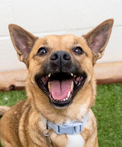 Megazorb, ADOPTABLE, Adult Female Terrier.