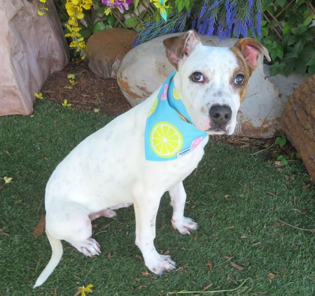 Enlarge RADAR, a Adoptable mixed breed in Oklahoma City, OK image 1/1
