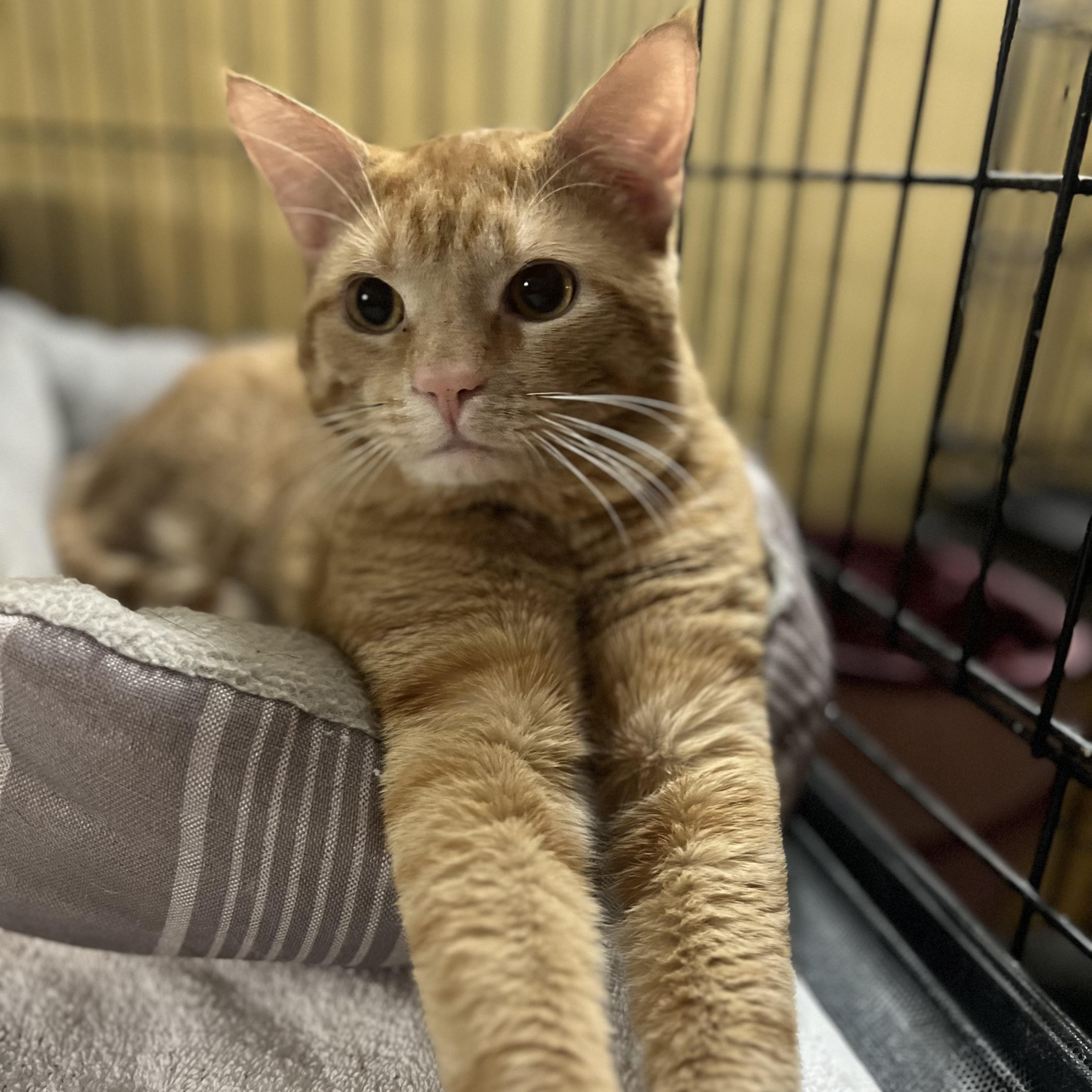 Enlarge Norman, an adopted Domestic Short Hair in Greensboro, NC image 1/1
