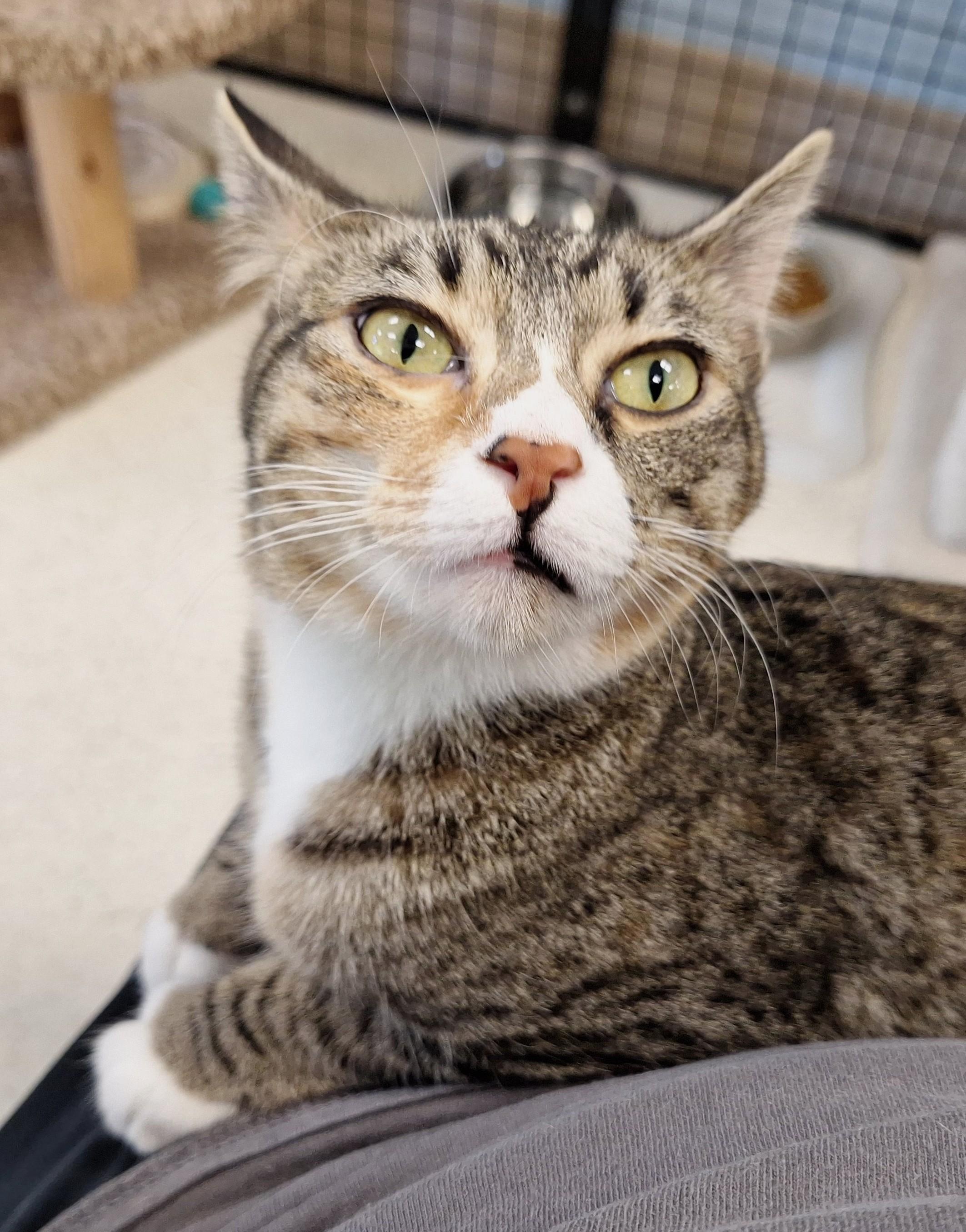 Zula, Adoptable, Adult Female Domestic Short Hair.
