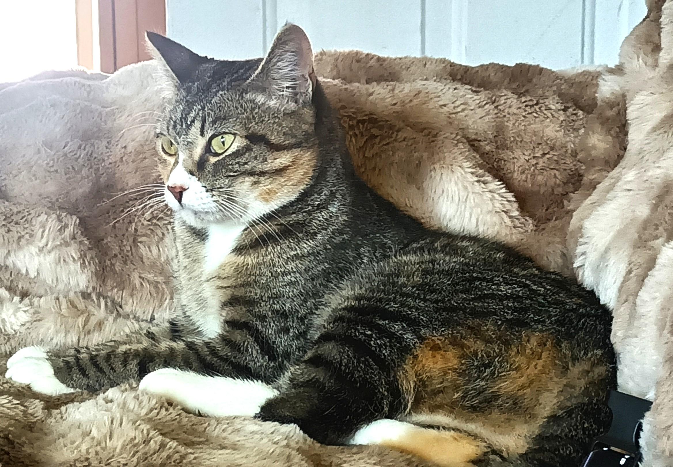 Zula, a Adoptable mixed breed in Spokane, WA image 3/4