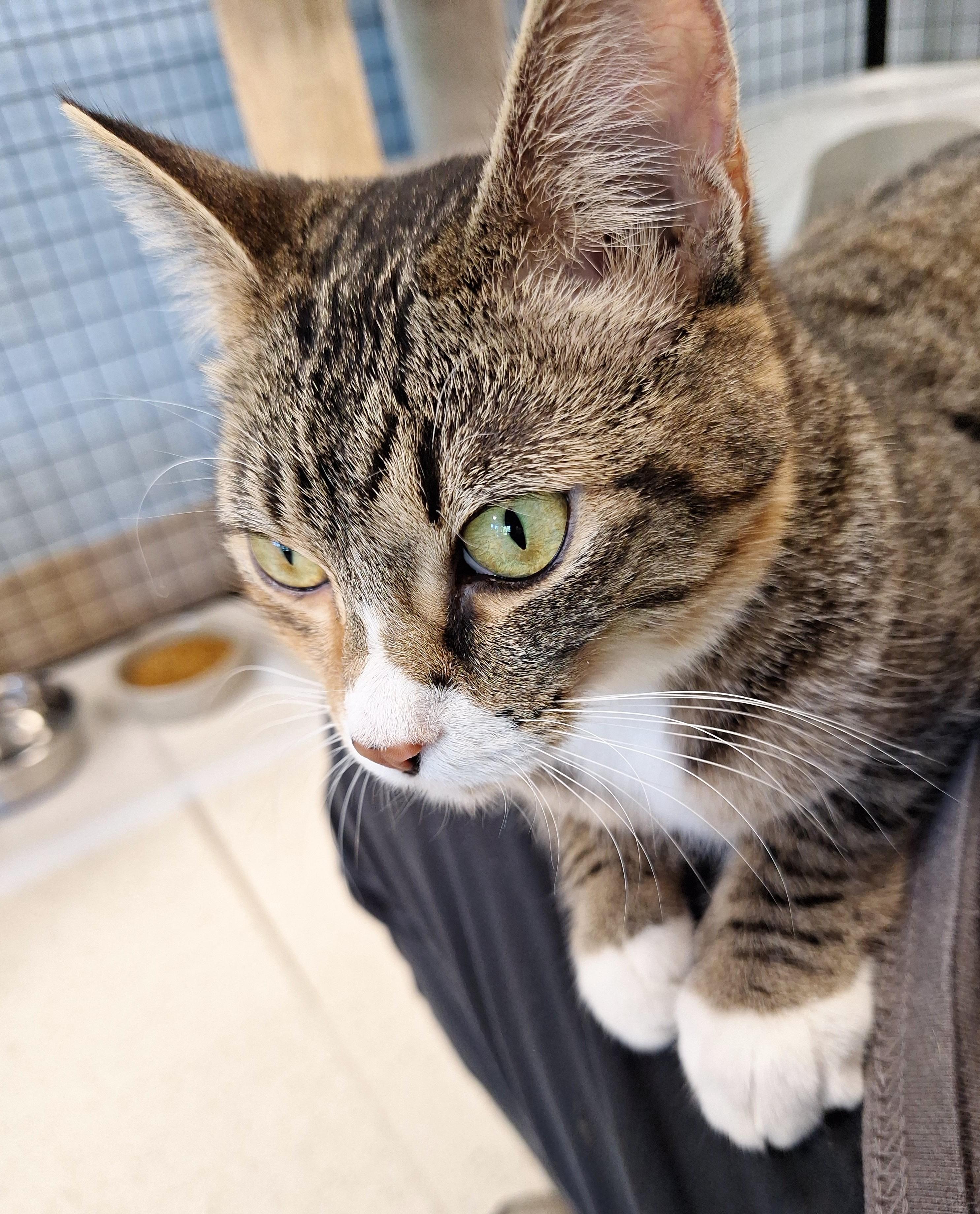 Zula, a Adoptable mixed breed in Spokane, WA image 2/4