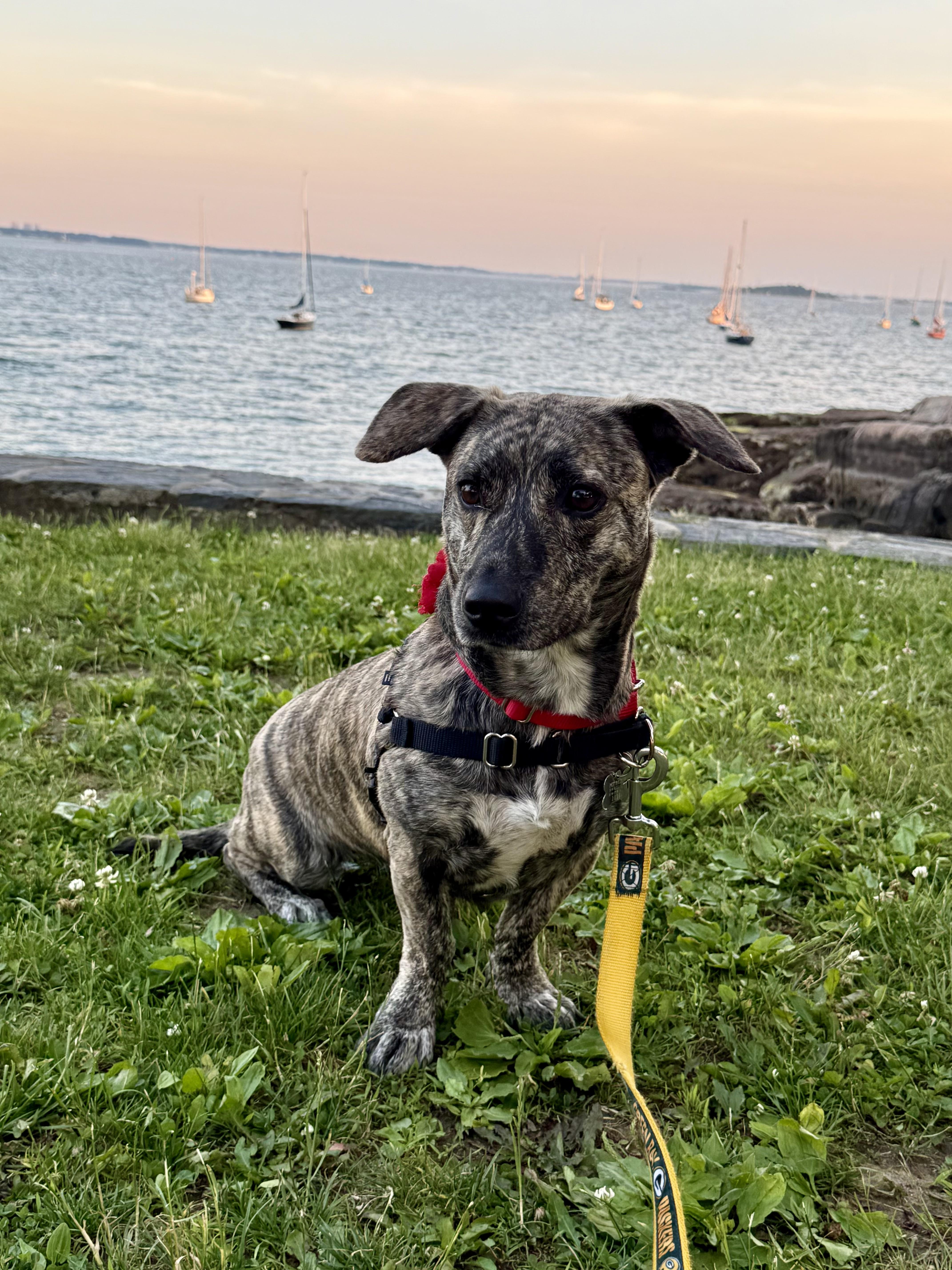 Enlarge Addie, a Adoptable mixed breed in Harrison, NY image 4/6