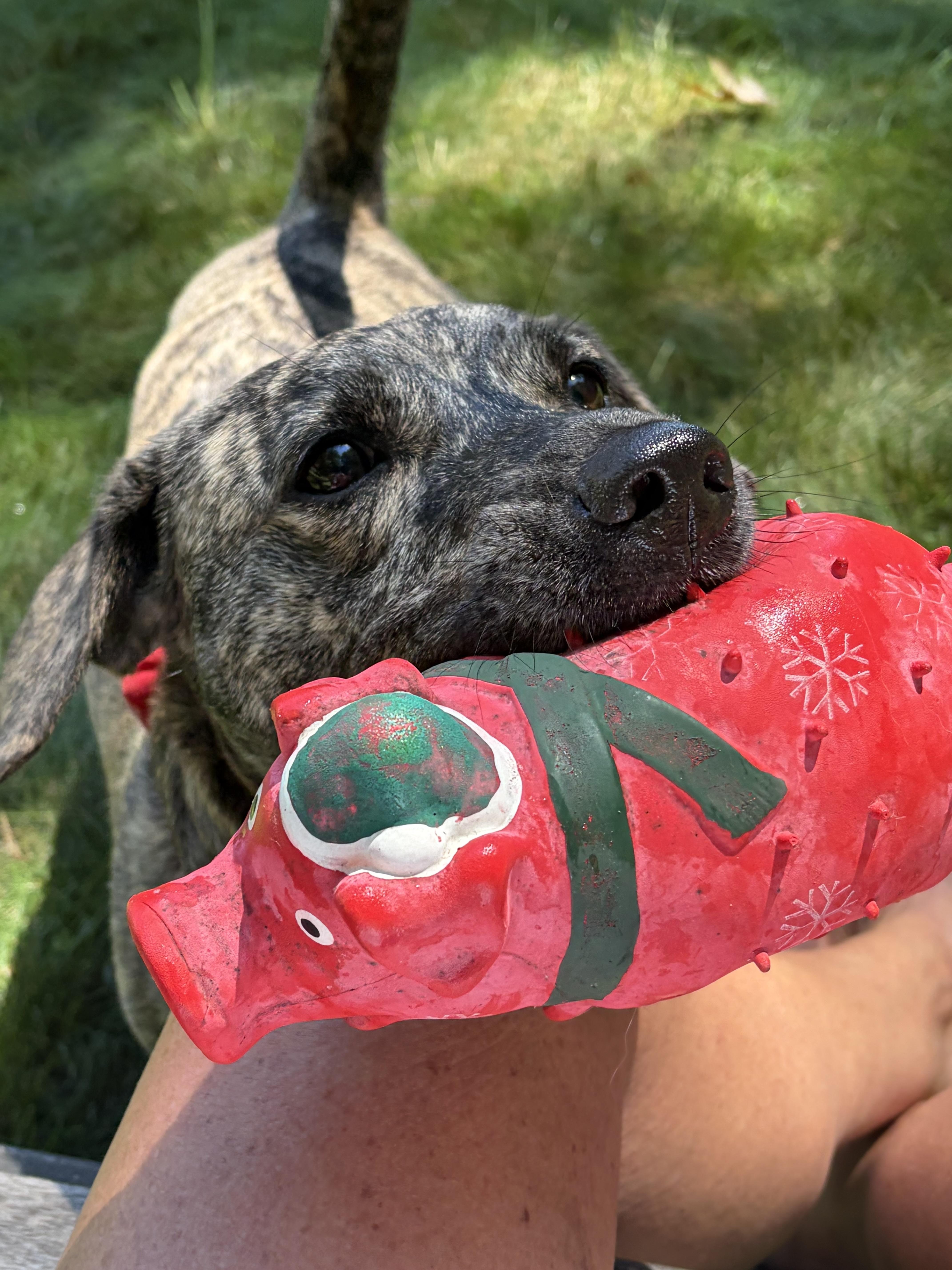 Enlarge Addie, a Adoptable mixed breed in Harrison, NY image 6/6