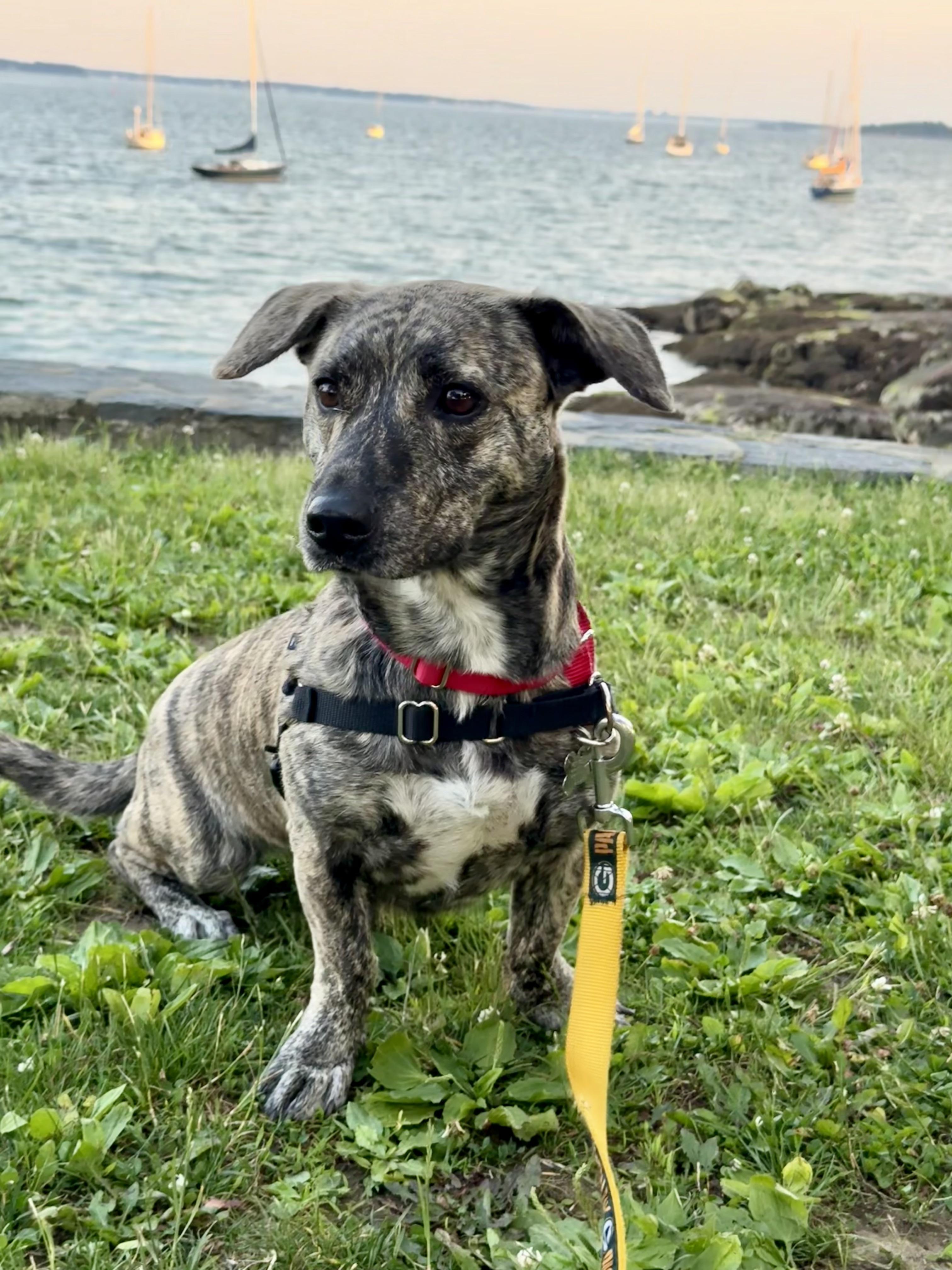Enlarge Addie, a Adoptable mixed breed in Harrison, NY image 3/6
