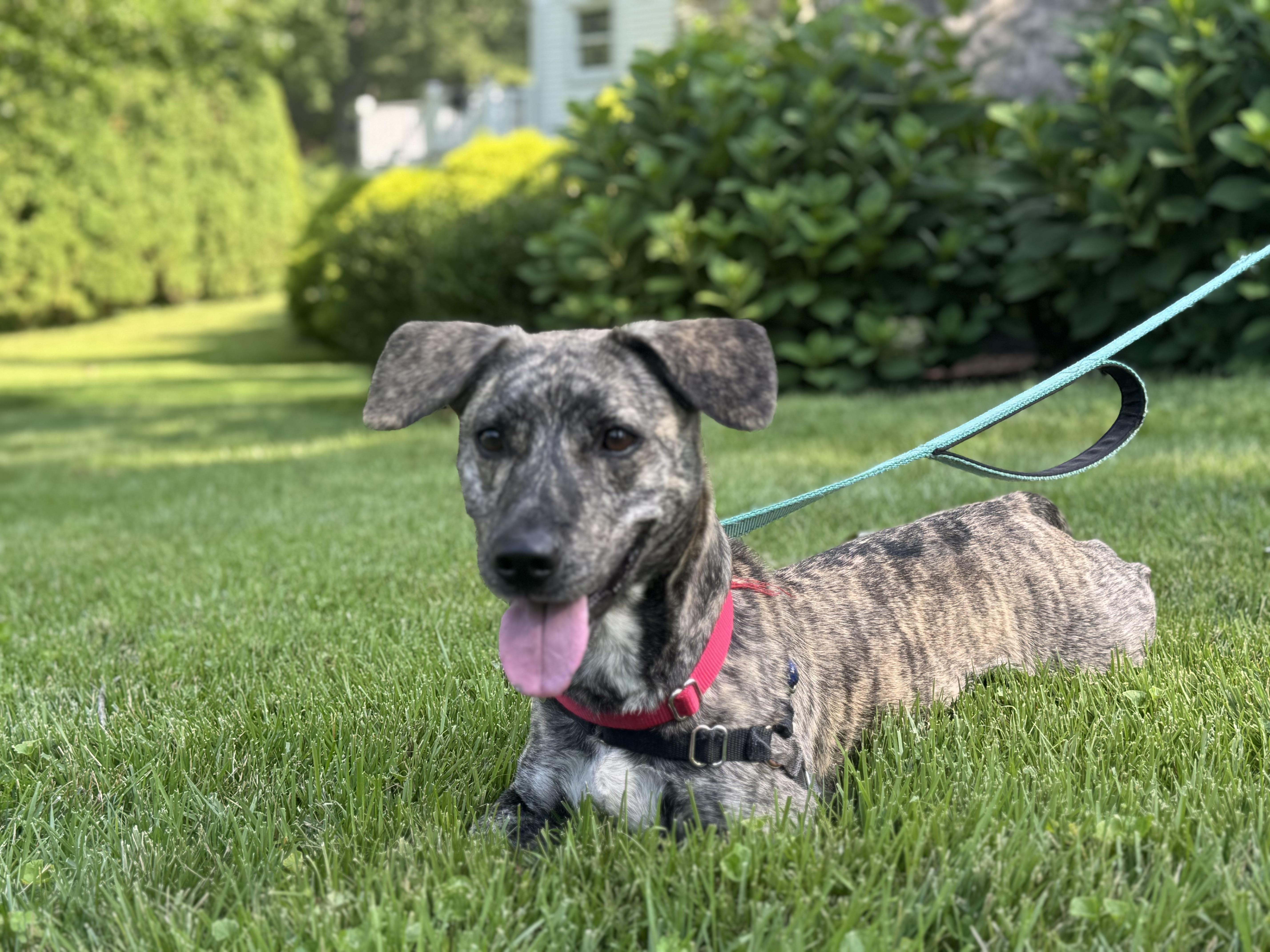 Enlarge Addie, a Adoptable mixed breed in Harrison, NY image 1/6