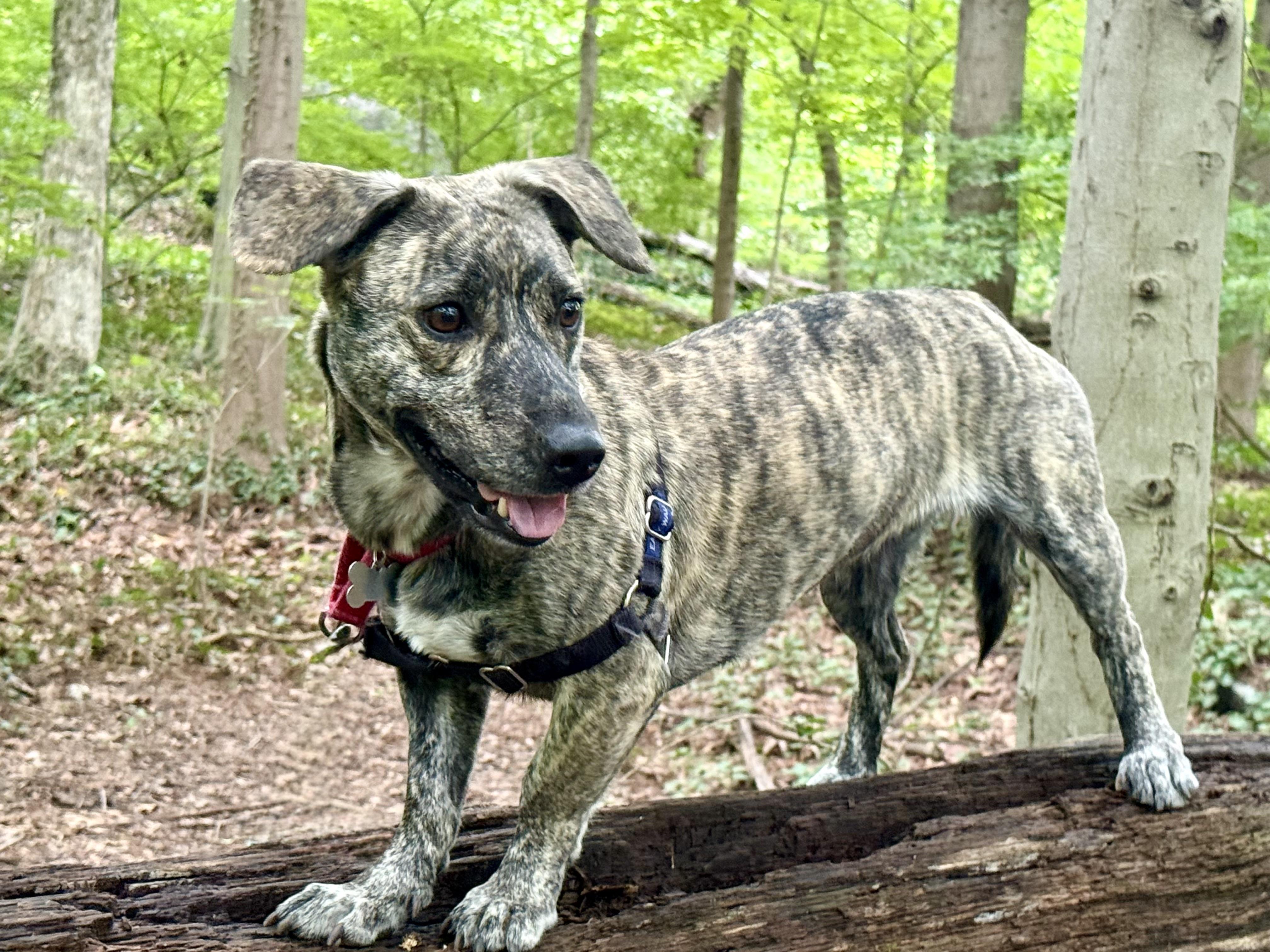 Enlarge Addie, a Adoptable mixed breed in Harrison, NY image 2/6