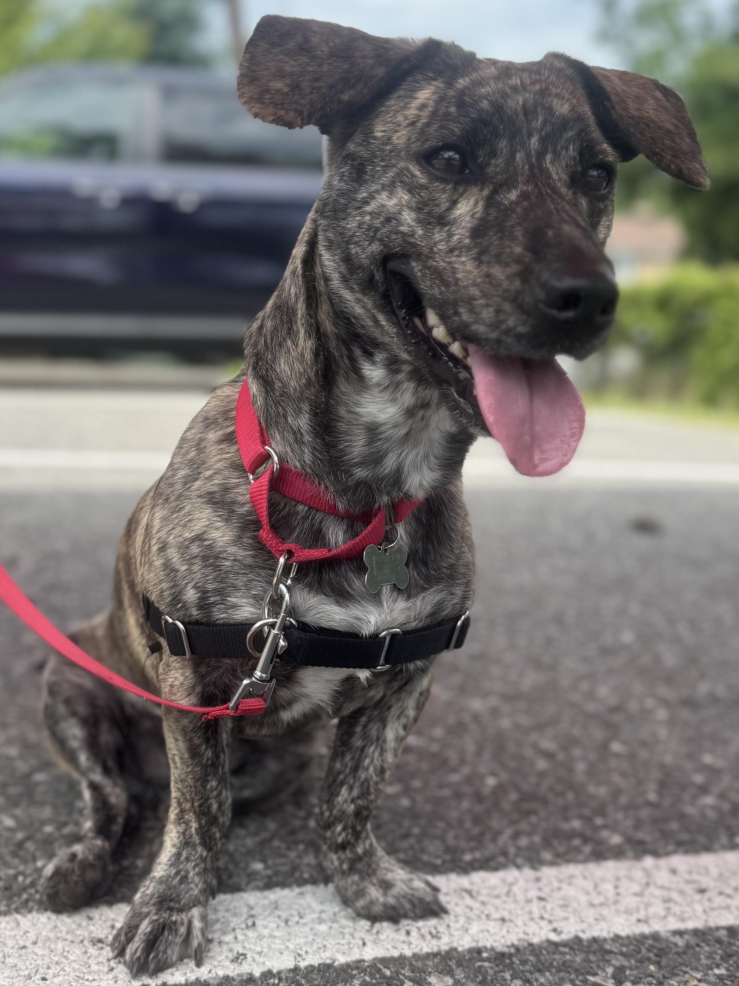 Enlarge Addie, a Adoptable mixed breed in Harrison, NY image 5/6