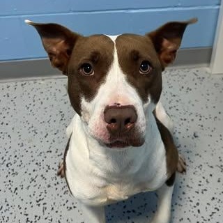 Sadie, Adoptable, Adult Female Pit Bull Terrier.