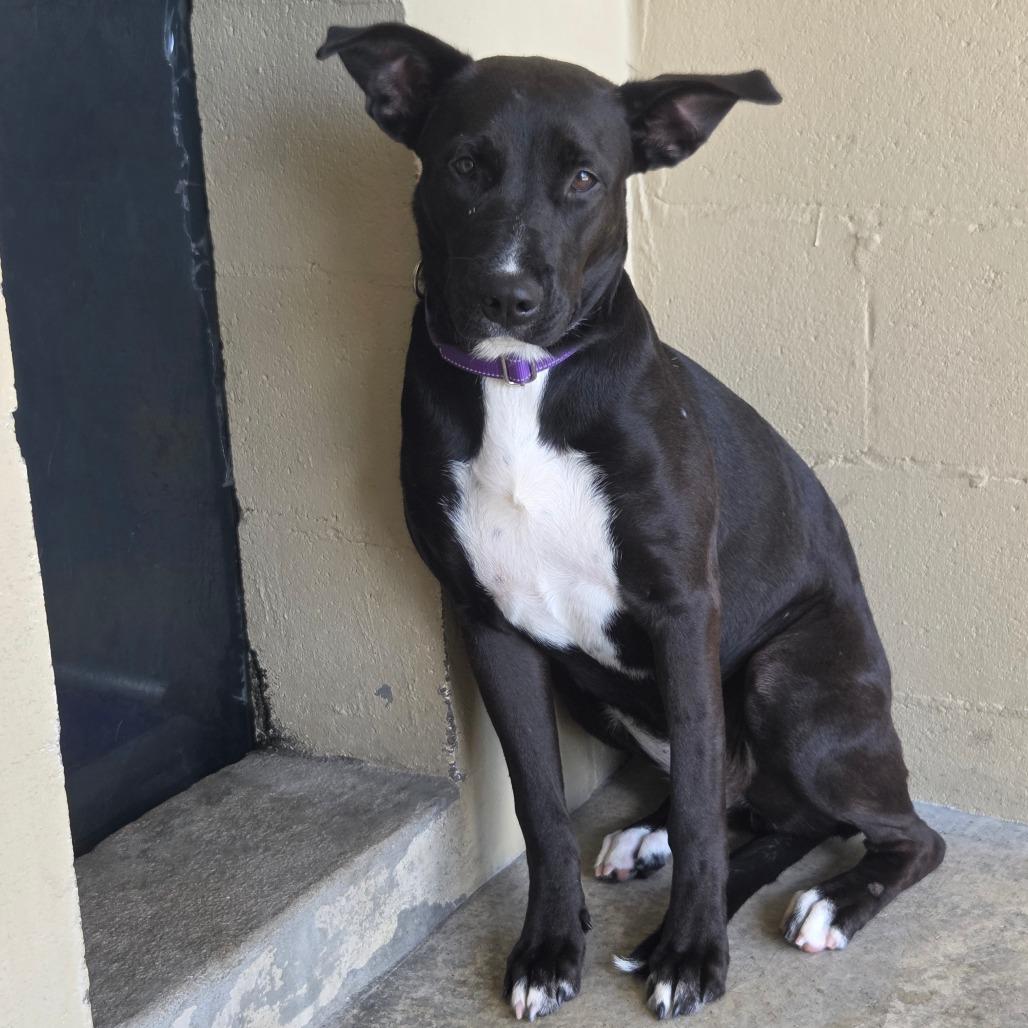 Ahmose, Adoptable, Young Female Mixed Breed.