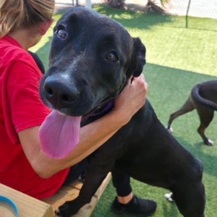 Enlarge Ahmose, a Adoptable Mixed Breed in Galveston, TX image 2/2