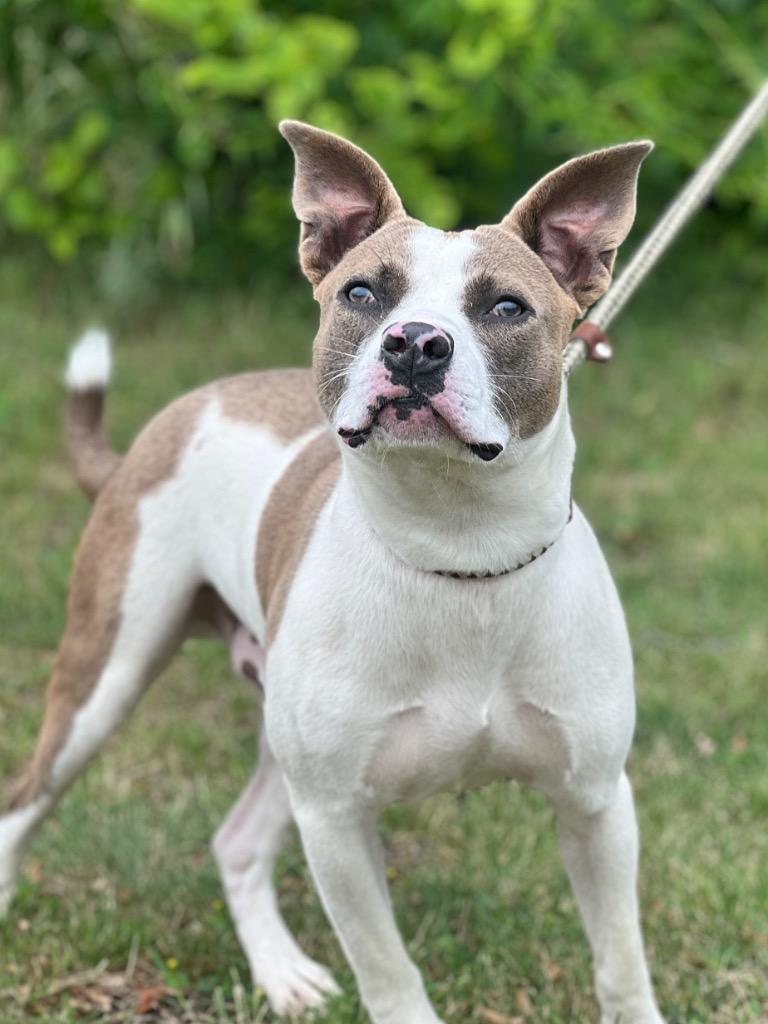 Woody (foster), a Adoptable Mixed Breed in Muskegon, MI image 1/3