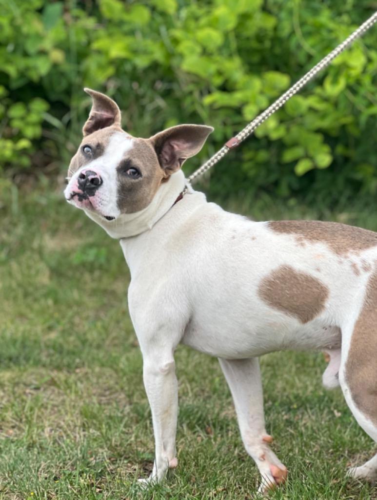 Woody (foster), a Adoptable Mixed Breed in Muskegon, MI image 2/3