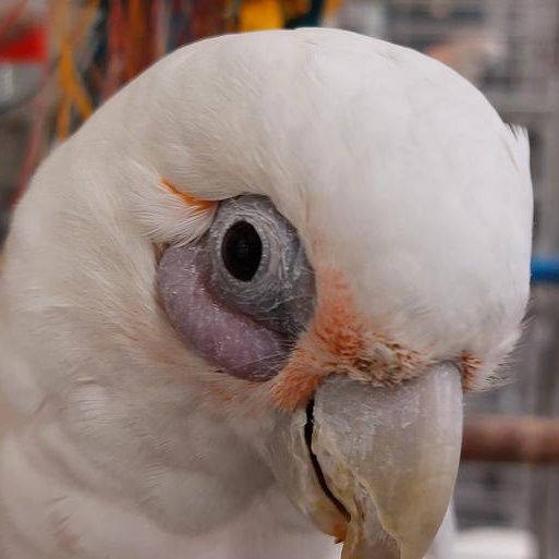 Enlarge Soprano, a Adoptable Cockatoo in Warwick, RI image 1/4