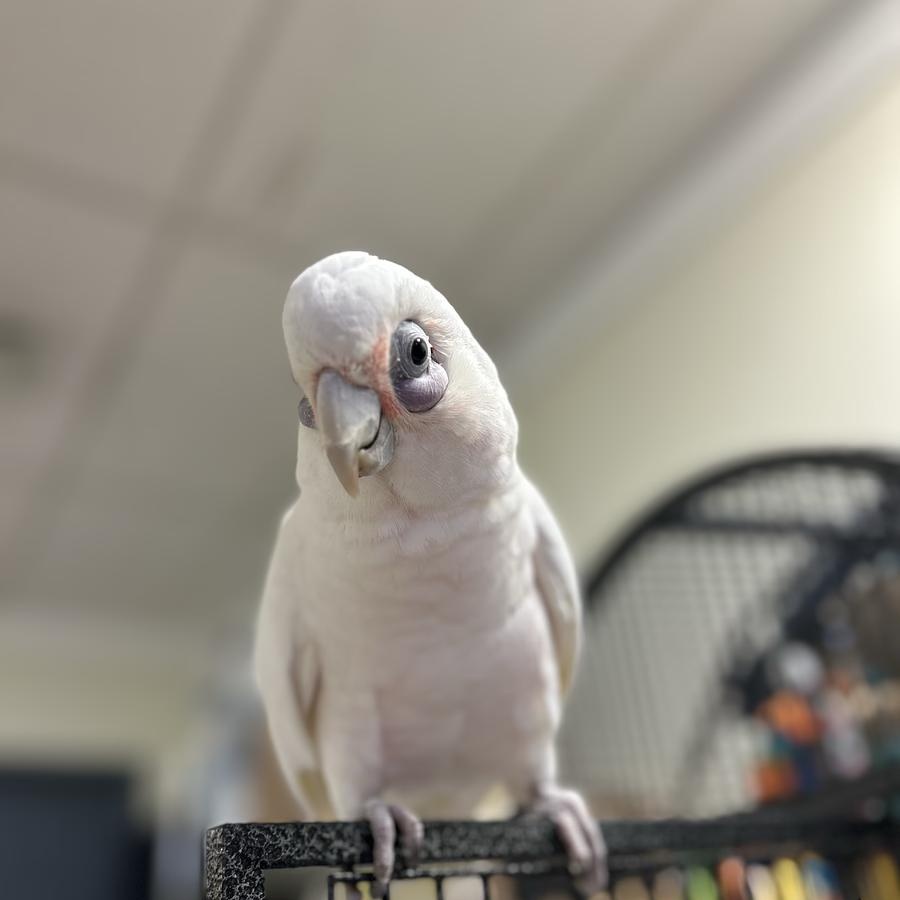 Enlarge Soprano, a Adoptable Cockatoo in Warwick, RI image 2/4