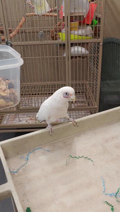 Enlarge Soprano, a Adoptable Cockatoo in Warwick, RI video 3/4