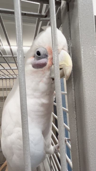 Enlarge Soprano, a Adoptable Cockatoo in Warwick, RI video 4/4