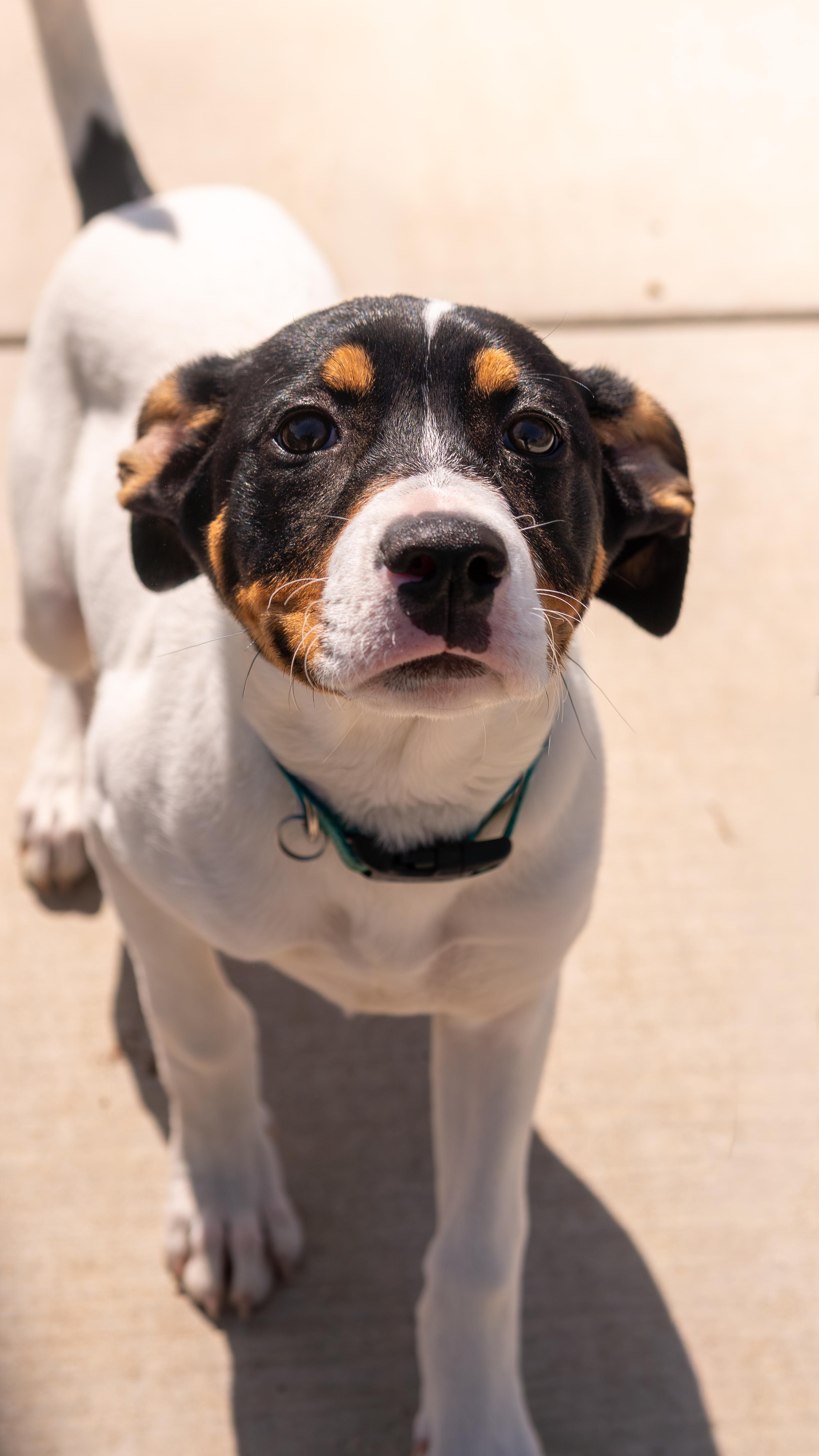Pirouette - Adoption fee partially sponsored in honor of Lucy, Adopted, Young Female German Shepherd Dog & Pit Bull Terrier.