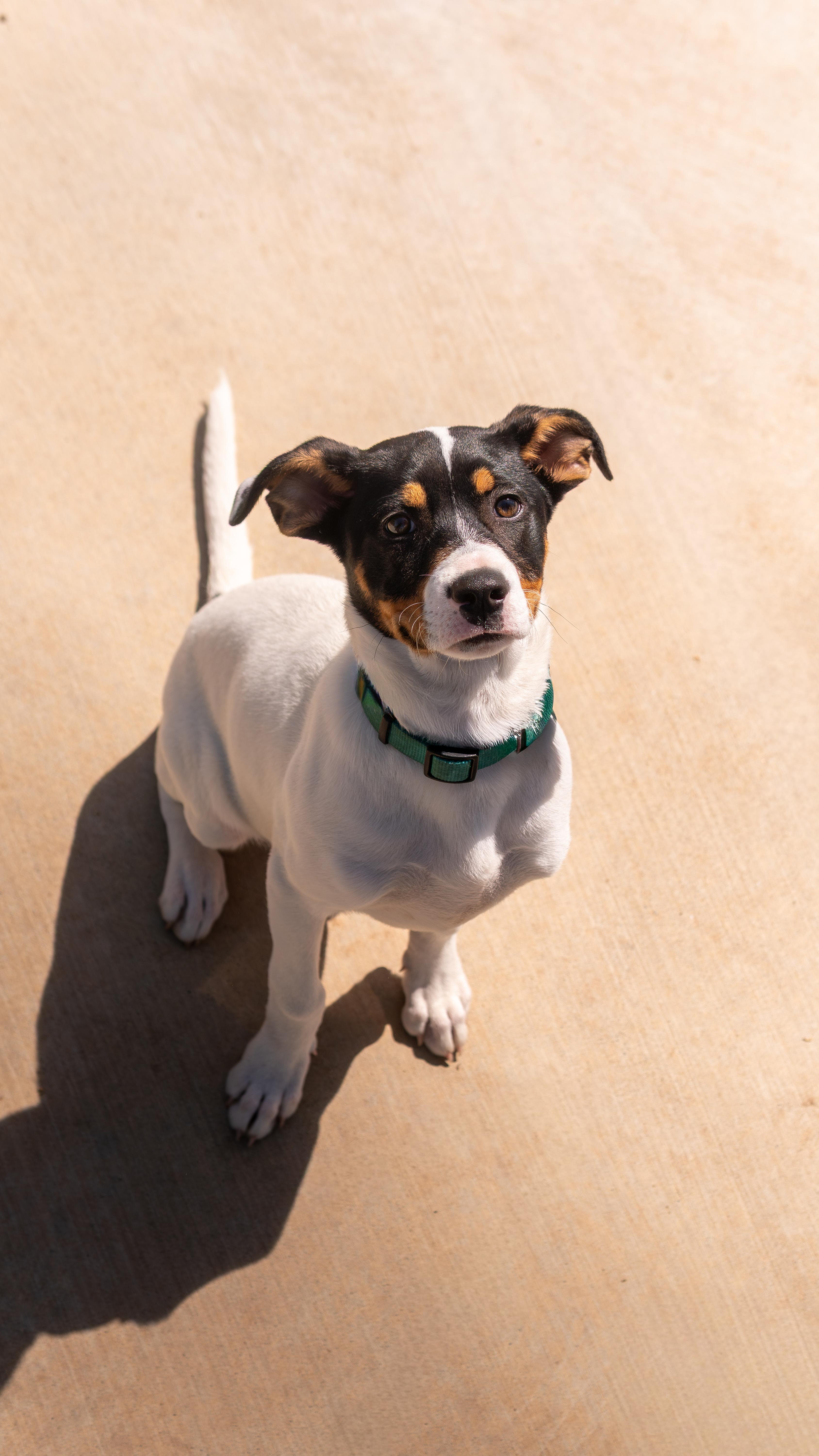 Pirouette - Adoption fee partially sponsored in honor of Lucy, a Adopted mixed breed in Chico, CA image 2/6