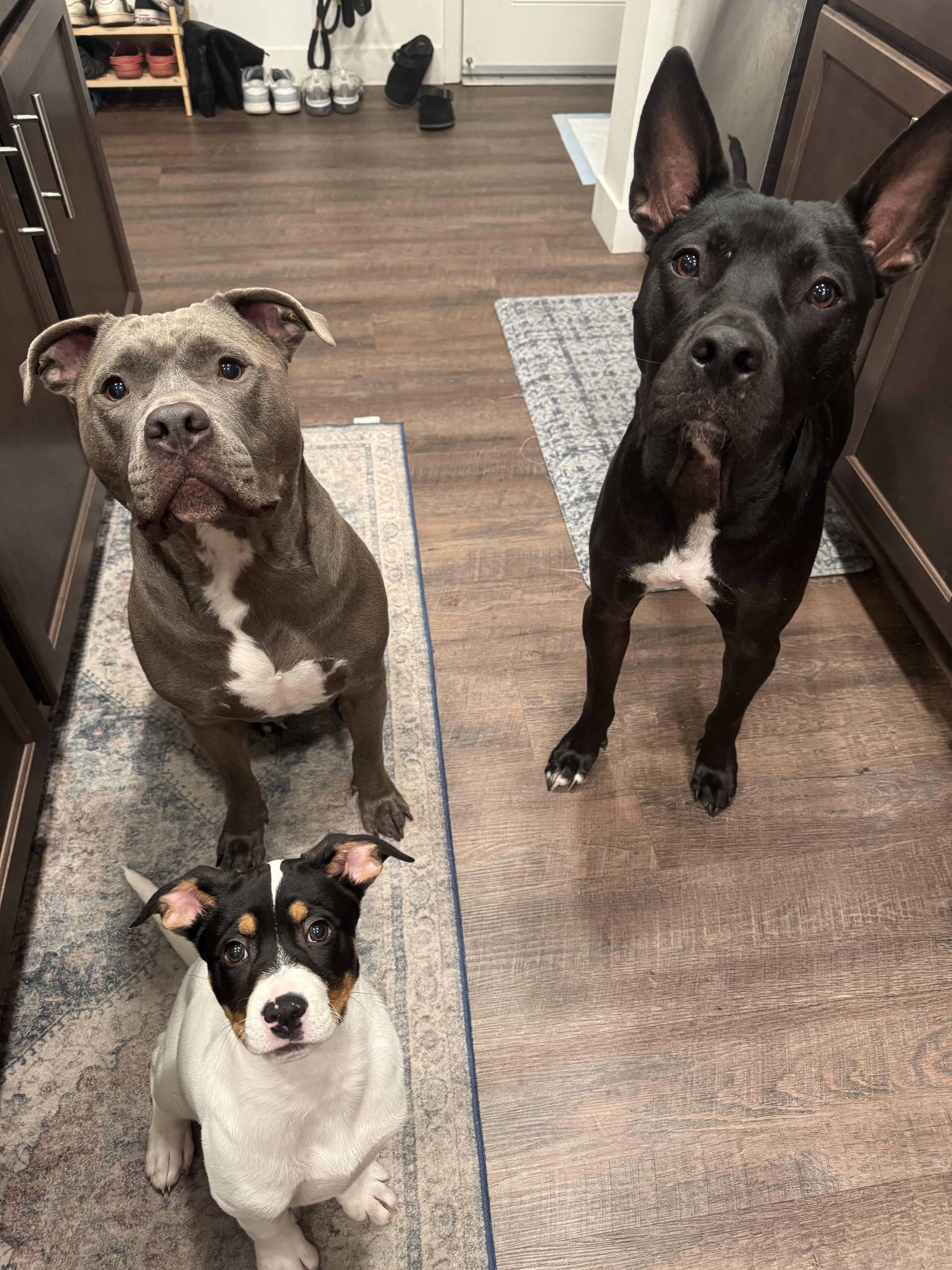 Pirouette - Adoption fee partially sponsored in honor of Lucy, a Adopted mixed breed in Chico, CA image 3/6