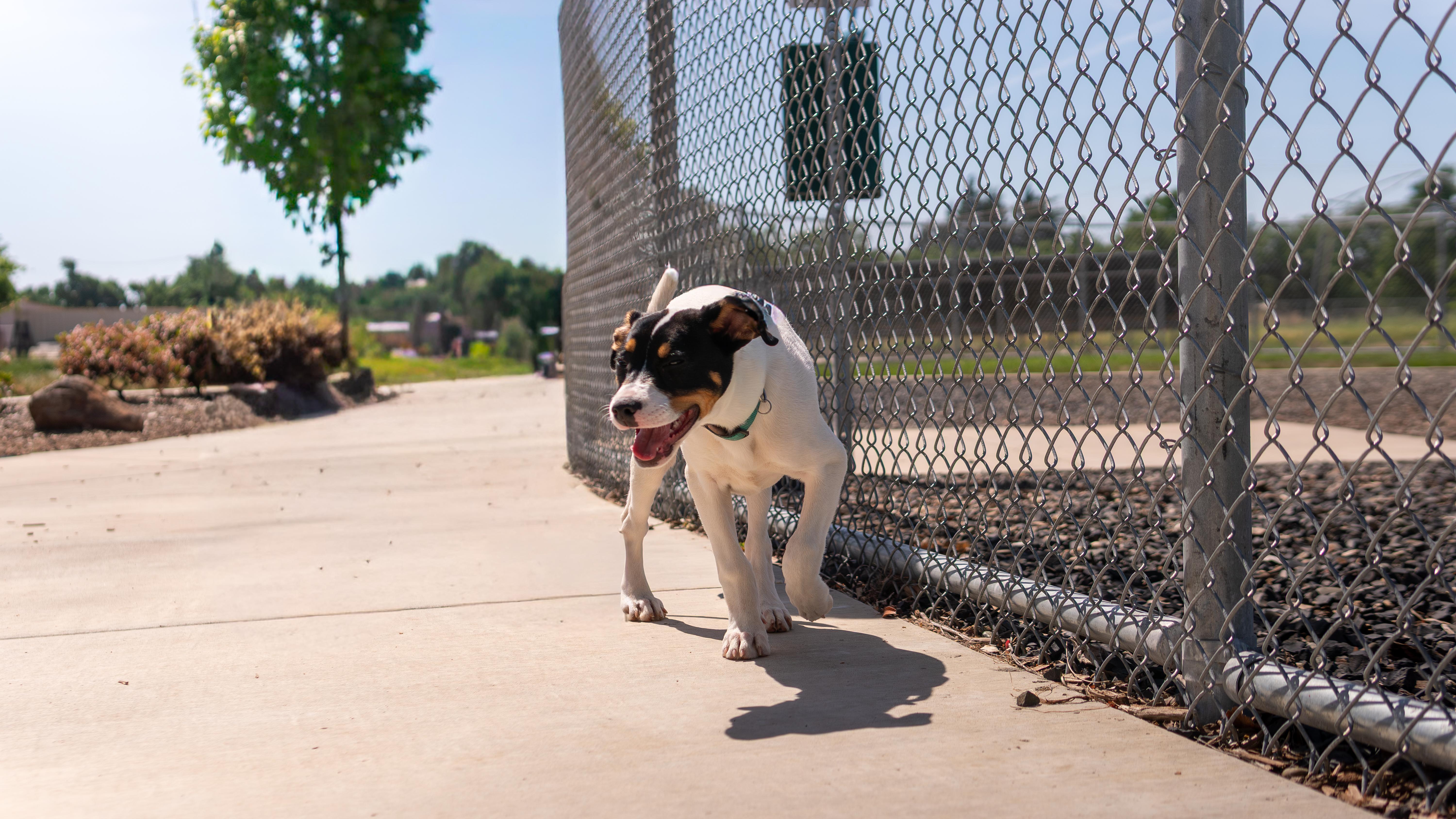 Pirouette - Adoption fee partially sponsored in honor of Lucy, a Adopted mixed breed in Chico, CA image 5/6