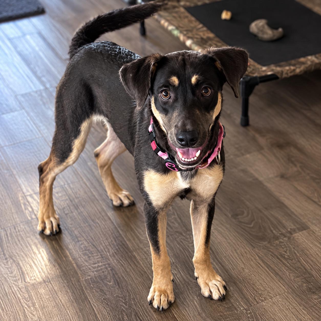 Enlarge Ladonna, a Adoptable Mixed Breed in Hillsborough, NJ image 1/5