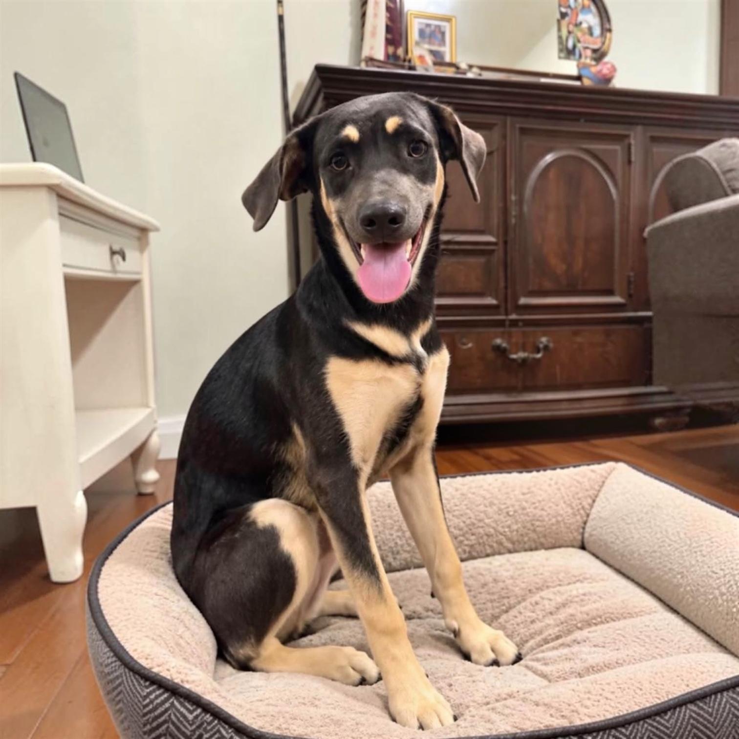 Enlarge Ladonna, a Adoptable Mixed Breed in Hillsborough, NJ image 2/5