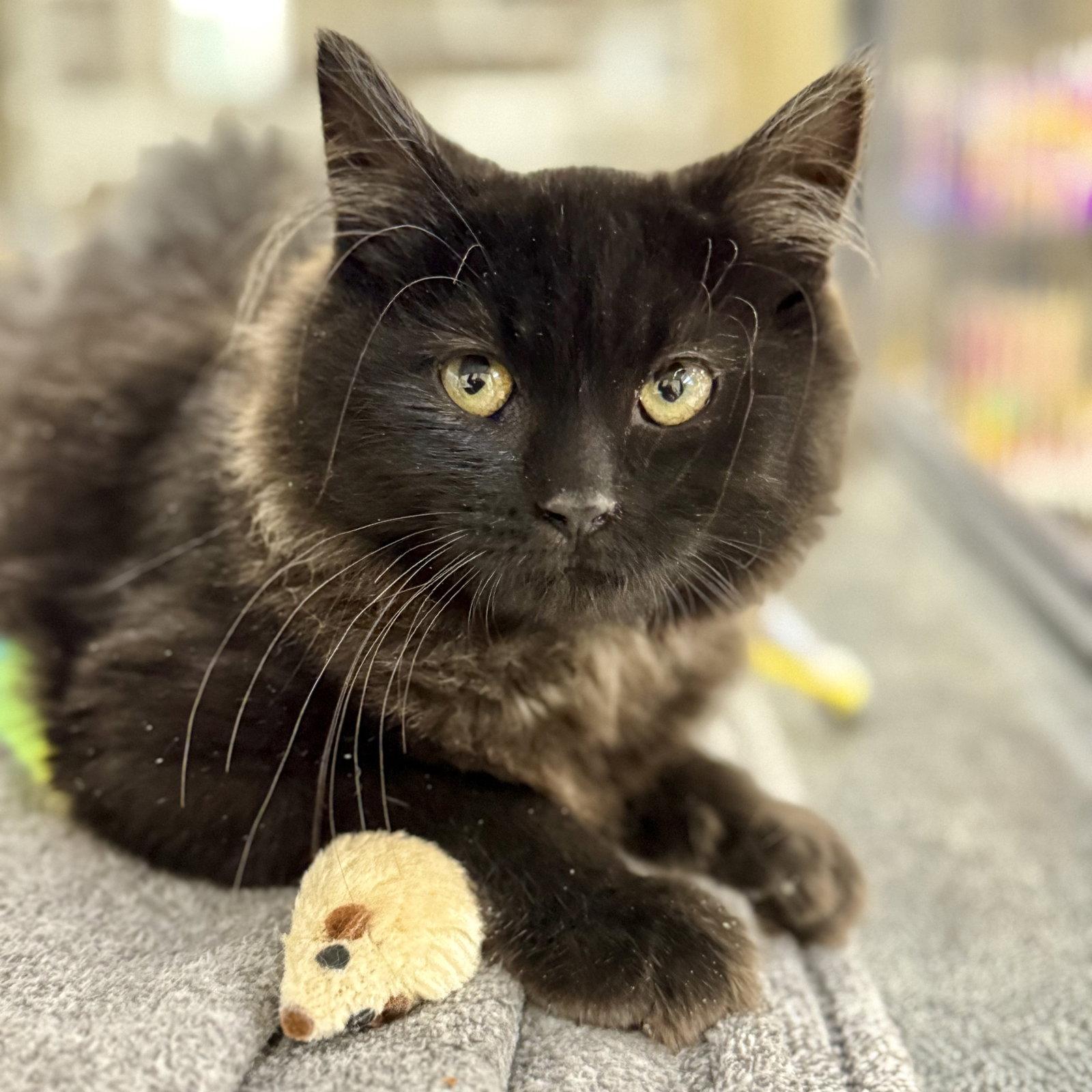 Flower, a Adopted Domestic Long Hair in Winchendon, MA image 1/2
