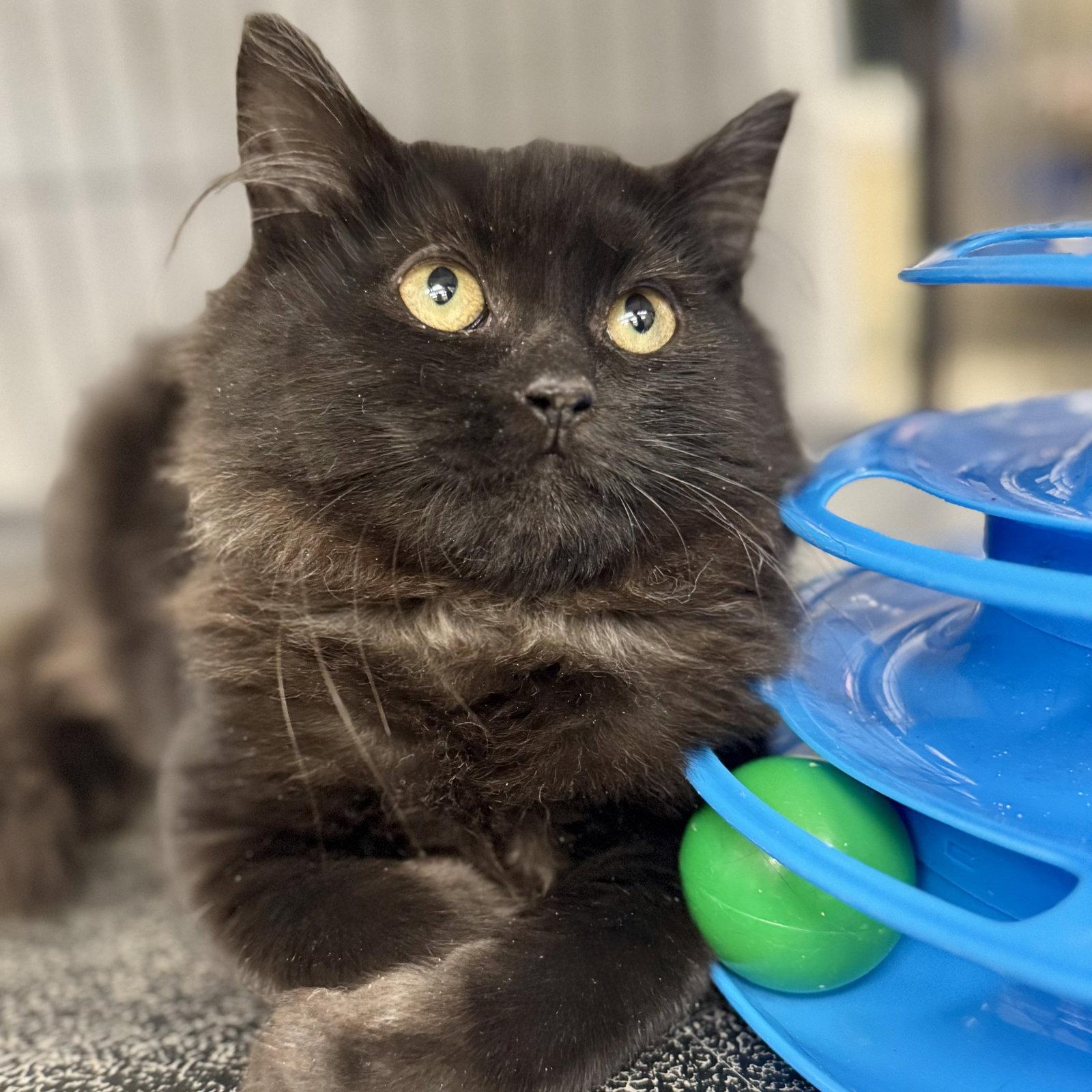 Flower, a Adopted Domestic Long Hair in Winchendon, MA image 2/2