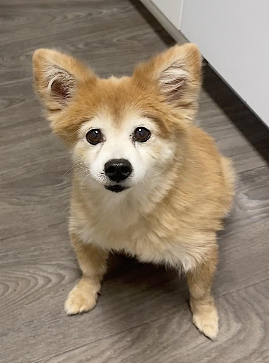 Eevee and Ellie — thumbnail 3